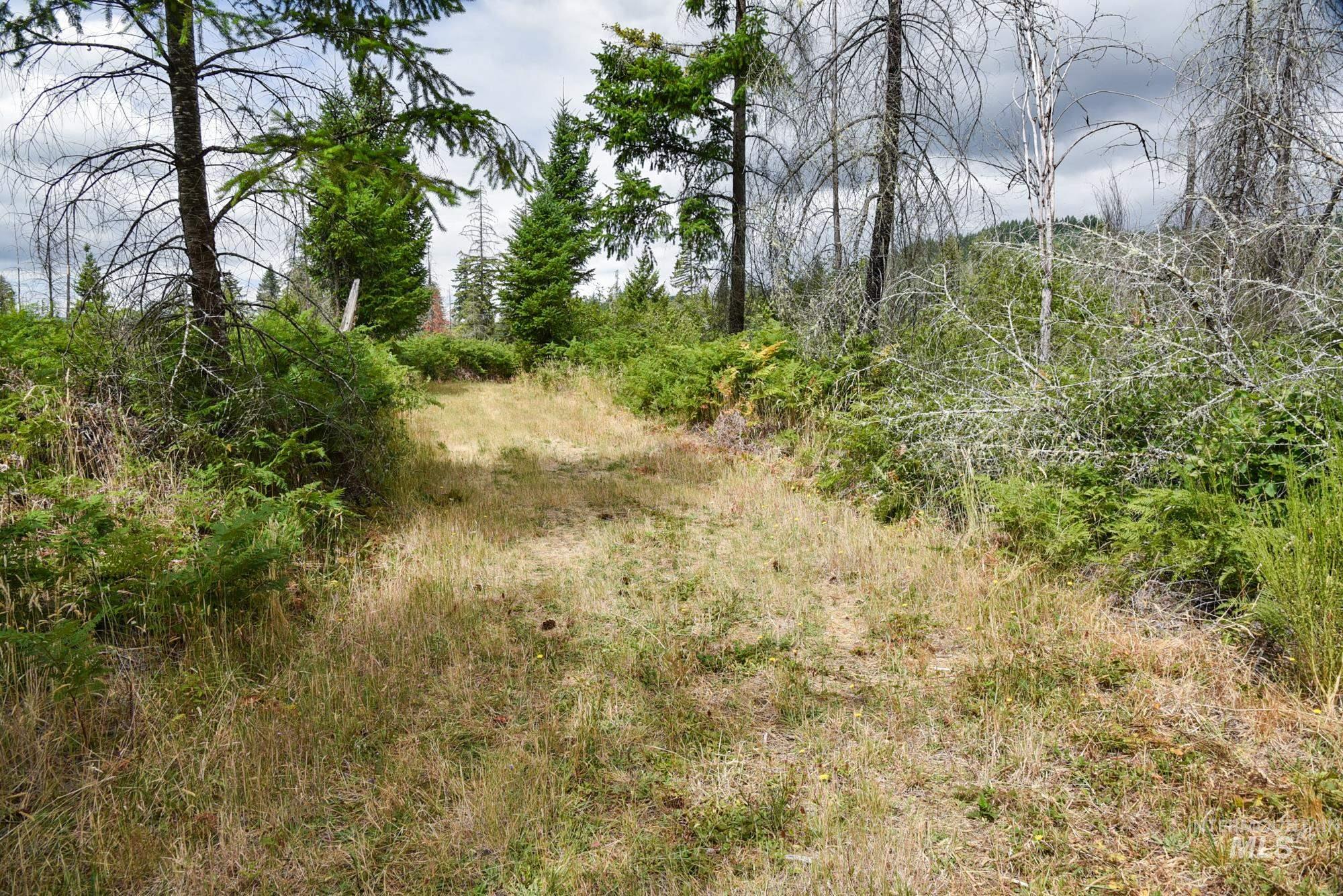 View of local wilderness