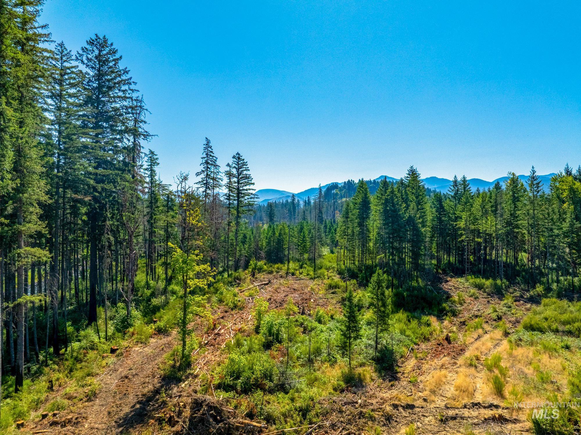 View of mountain background with a forest