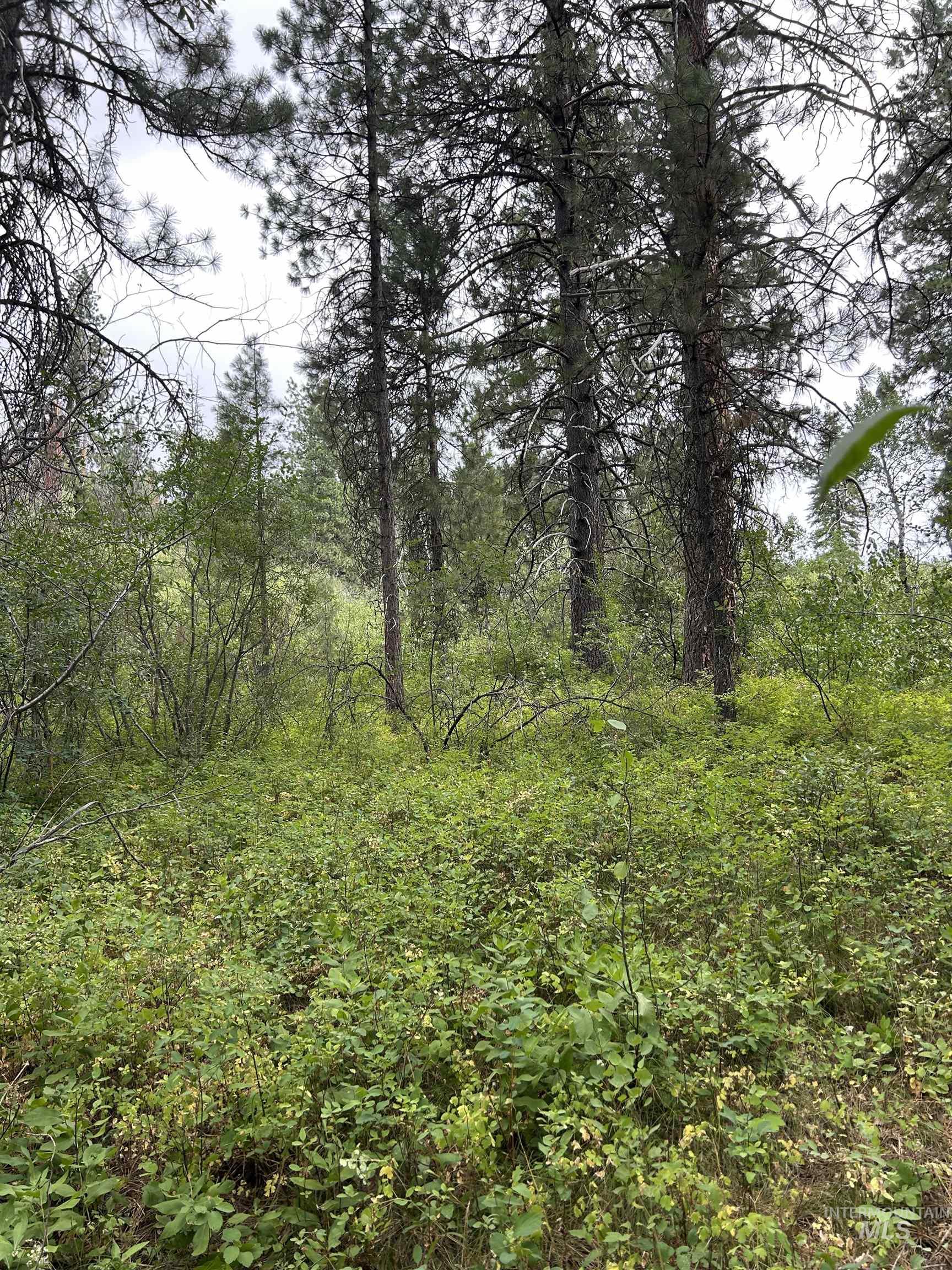 View of tree filled area