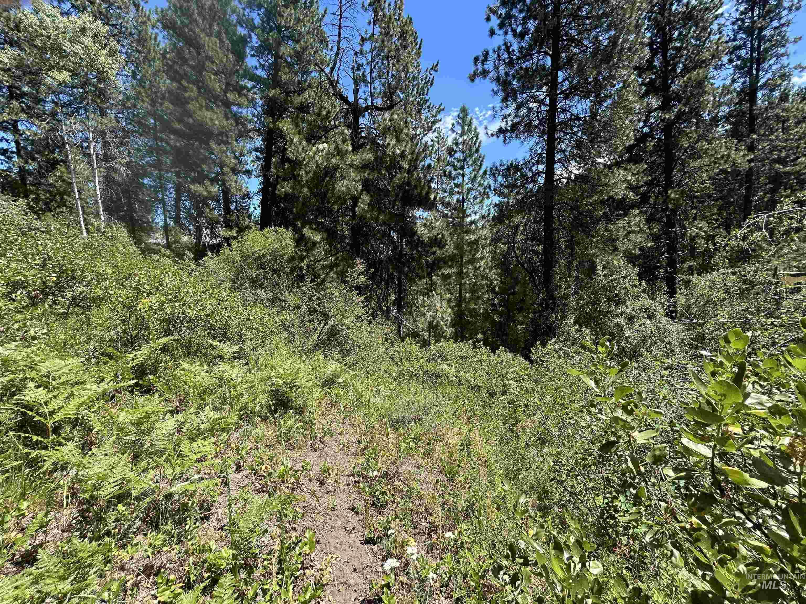 View of tree filled area