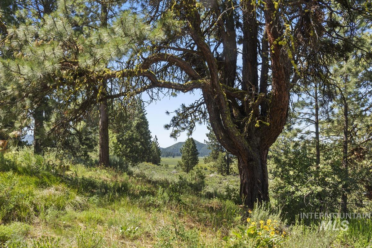 View of local wilderness with a mountain backdrop