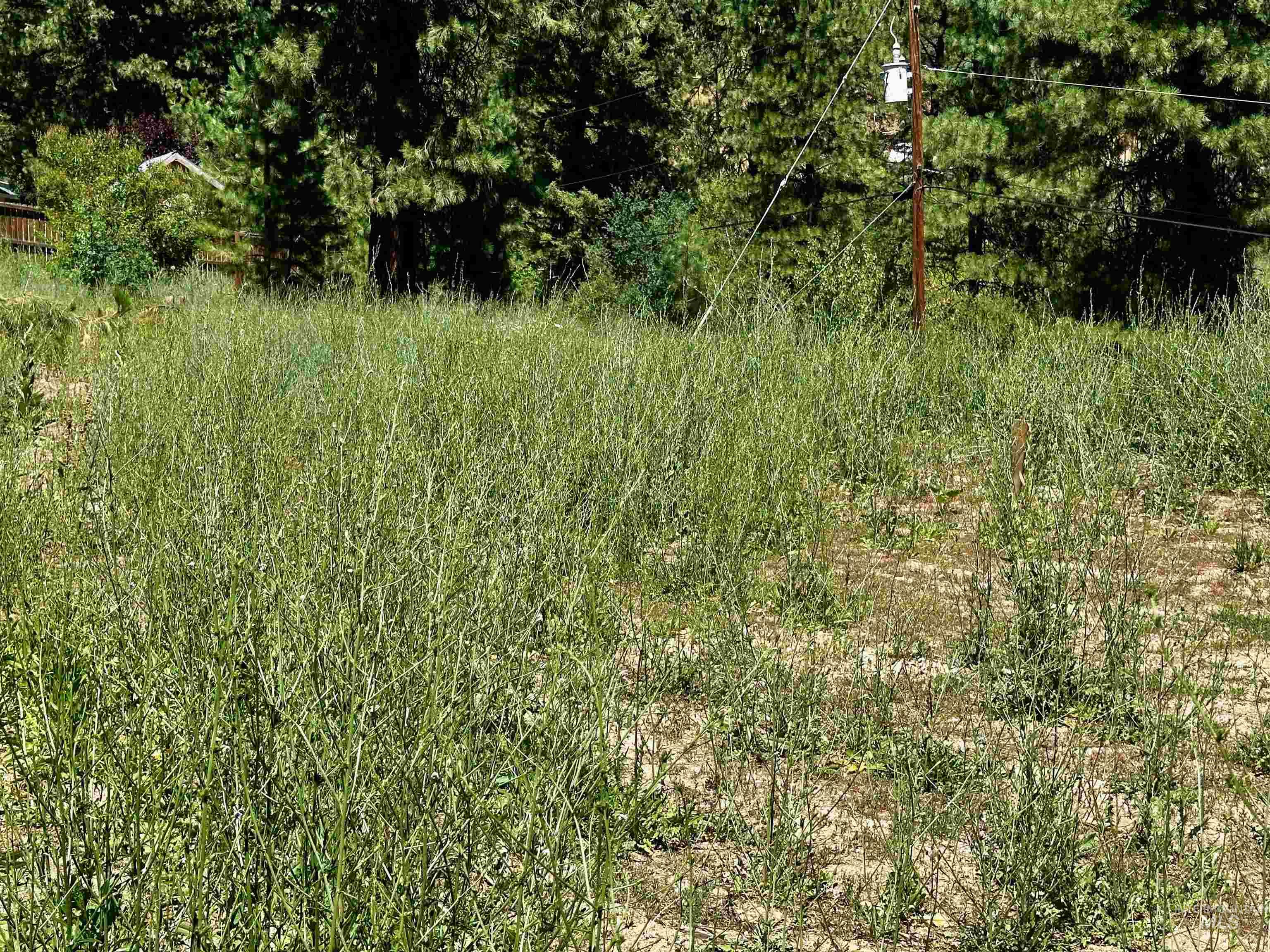 View of local wilderness