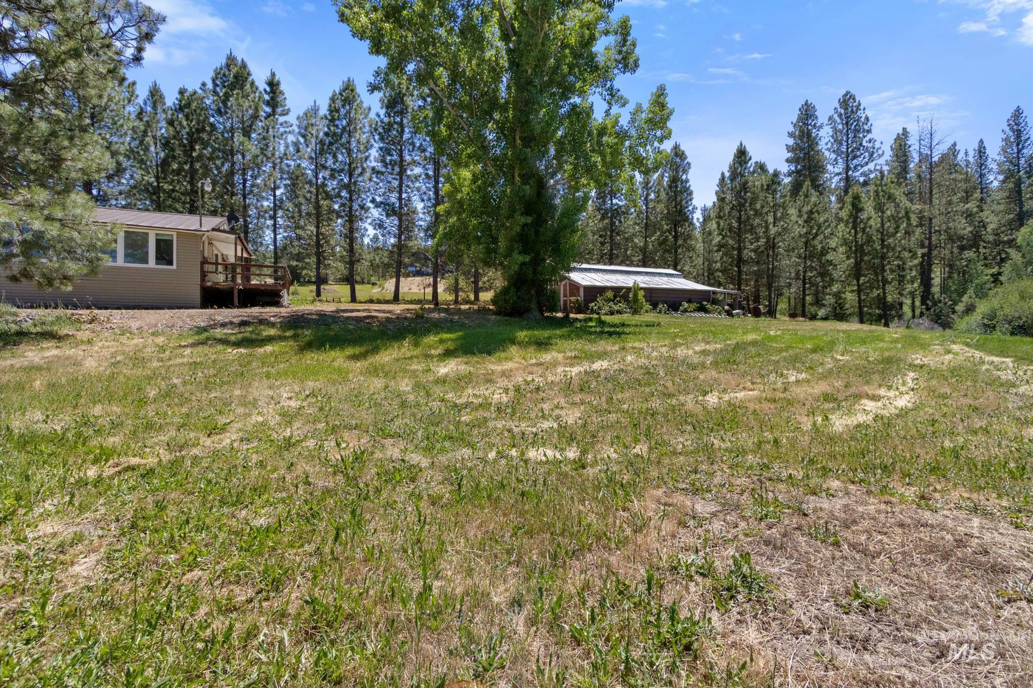 Expansive grassy lawn surrounded by mature evergreen trees