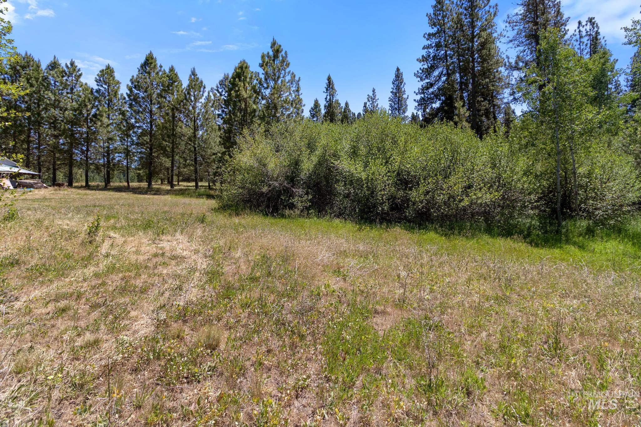 Expansive natural landscape featuring a mix of mature evergreen trees and green foliage