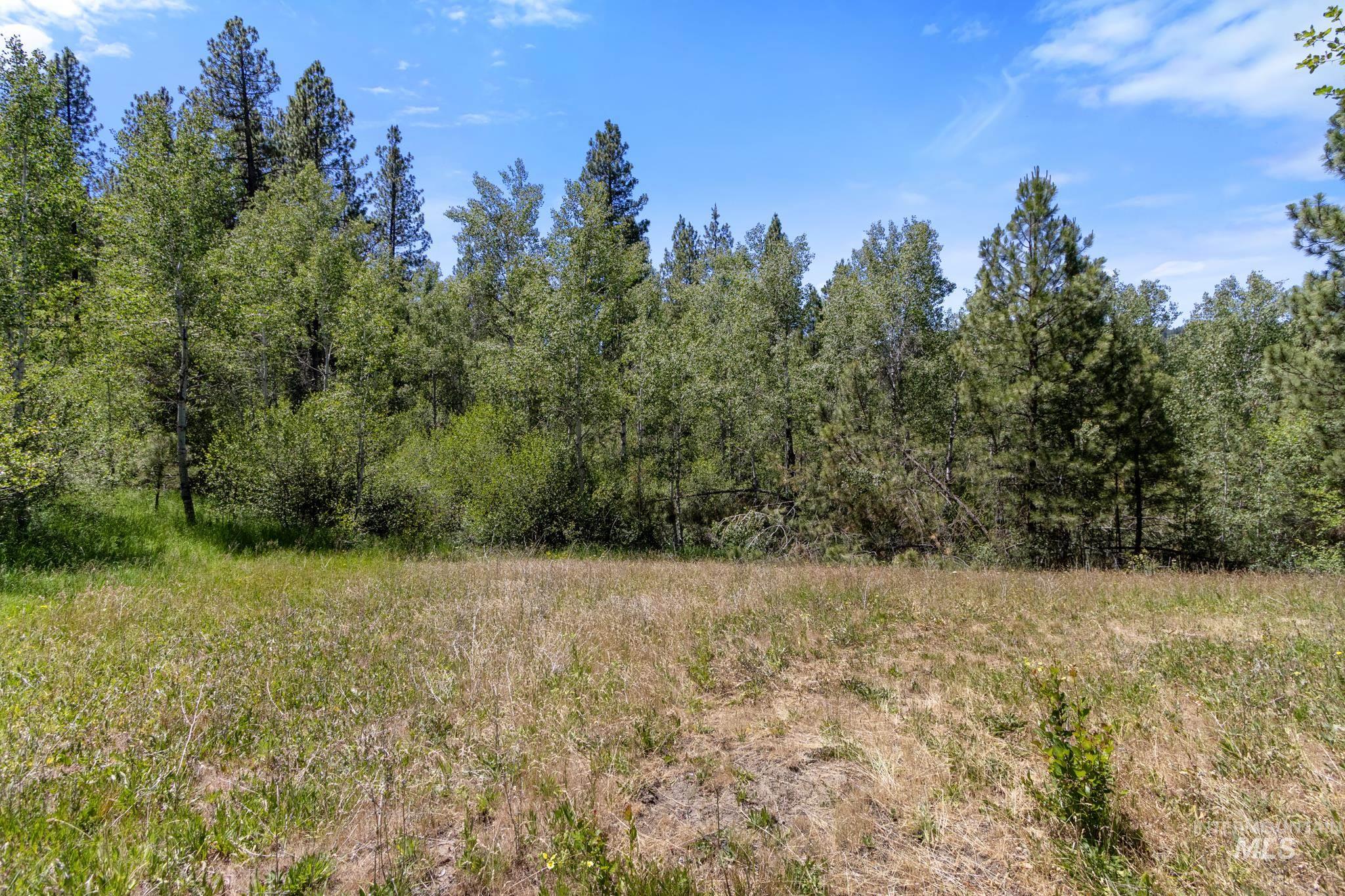 Expansive natural landscape with mature evergreen and deciduous trees bordering a grassy meadow