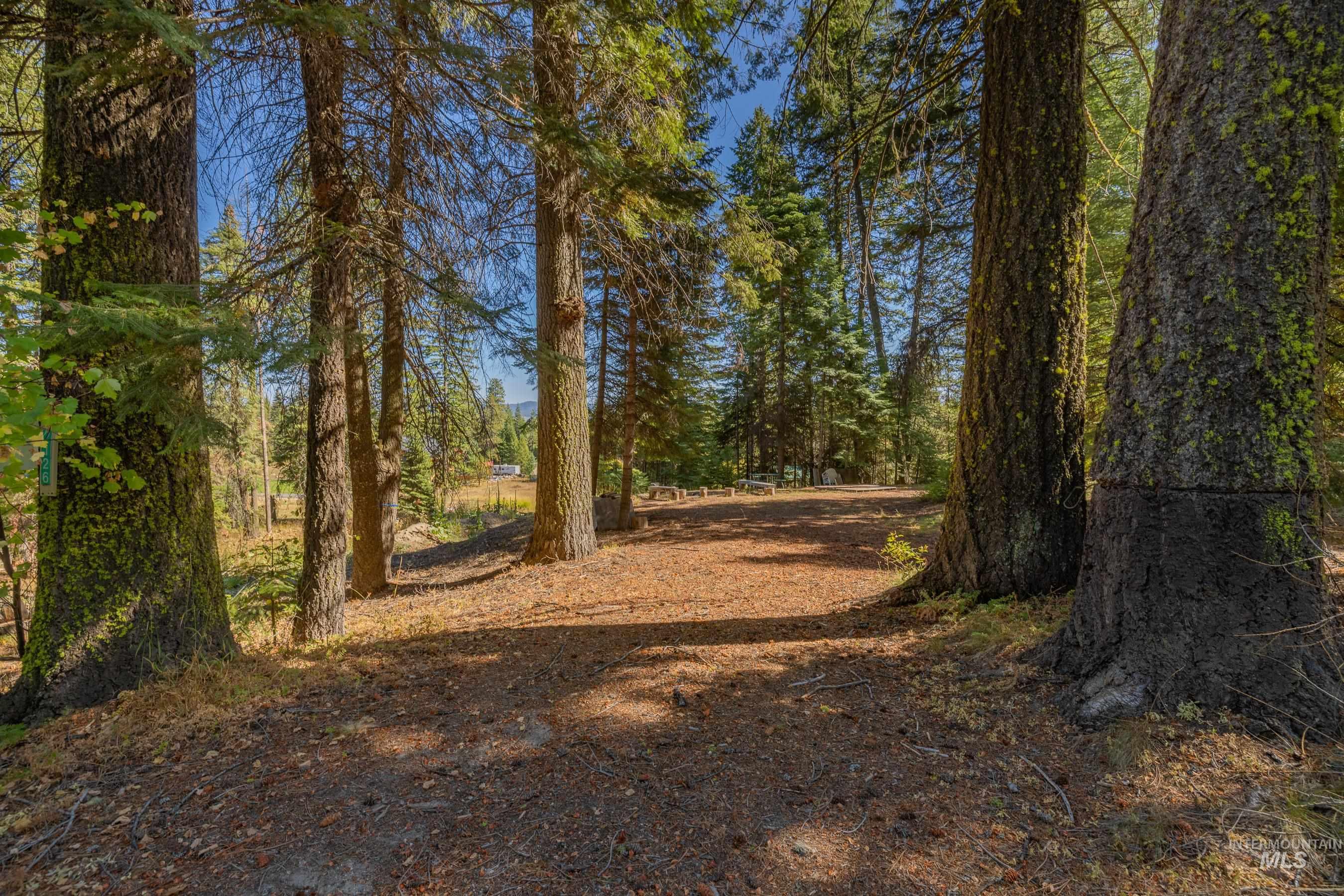 View of wood lot area