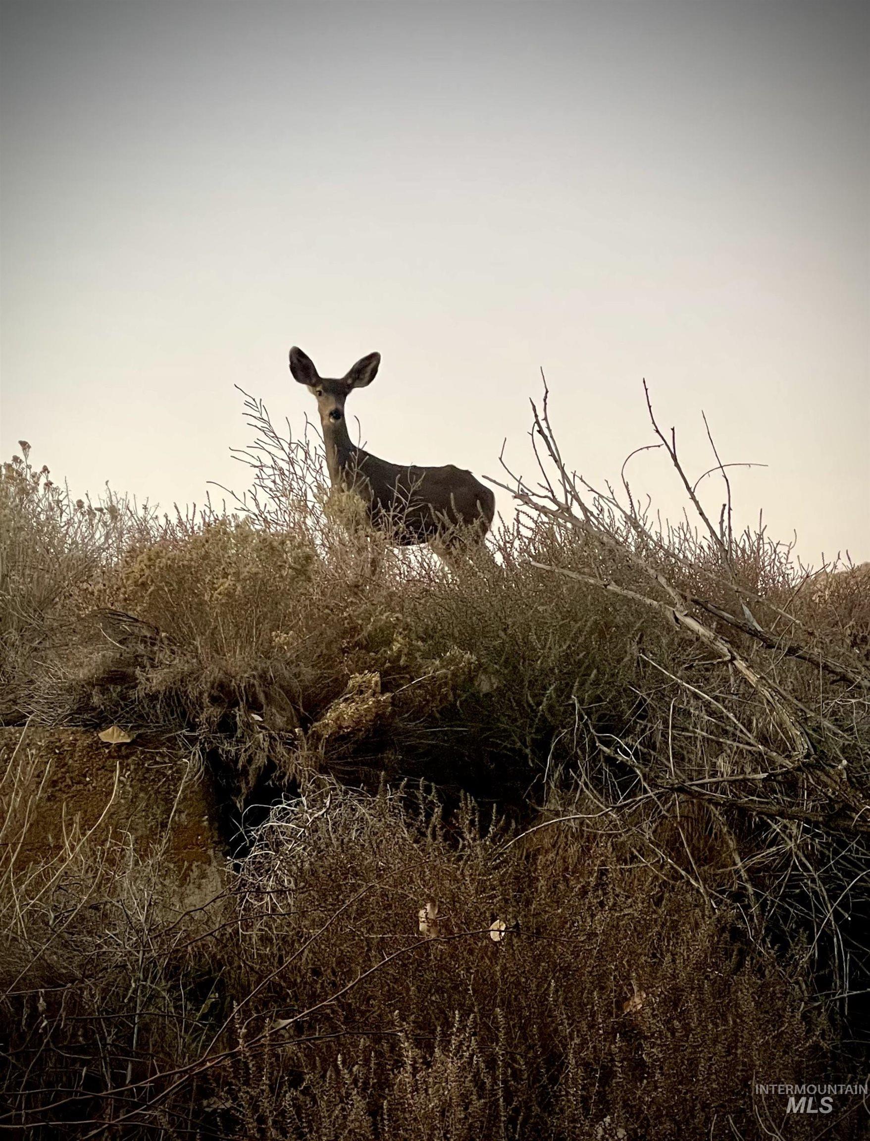 Adrian, Oregon 97901, United States, ,Residential,Active,6752