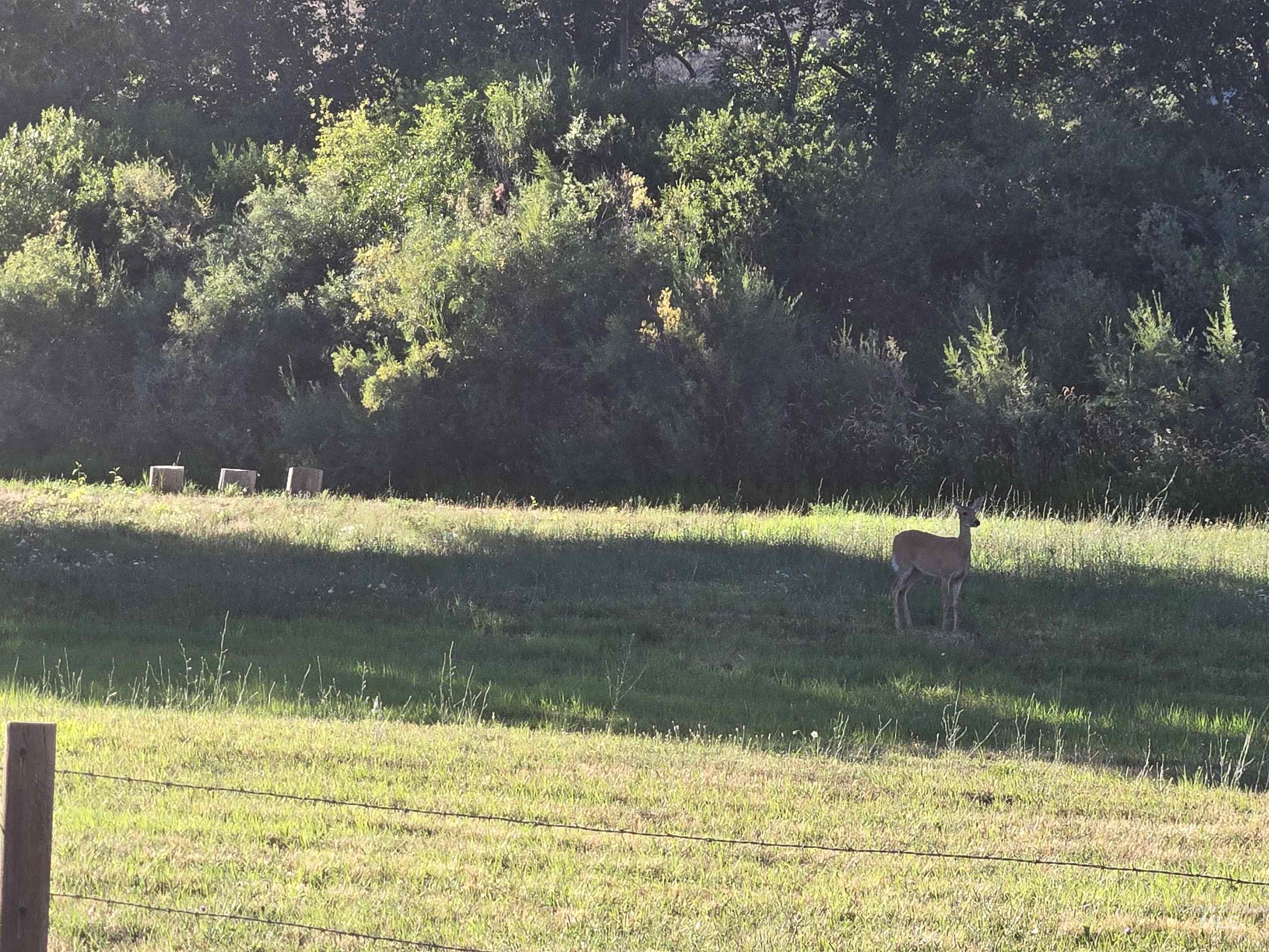 Share the river with this beautiful whitetail deer