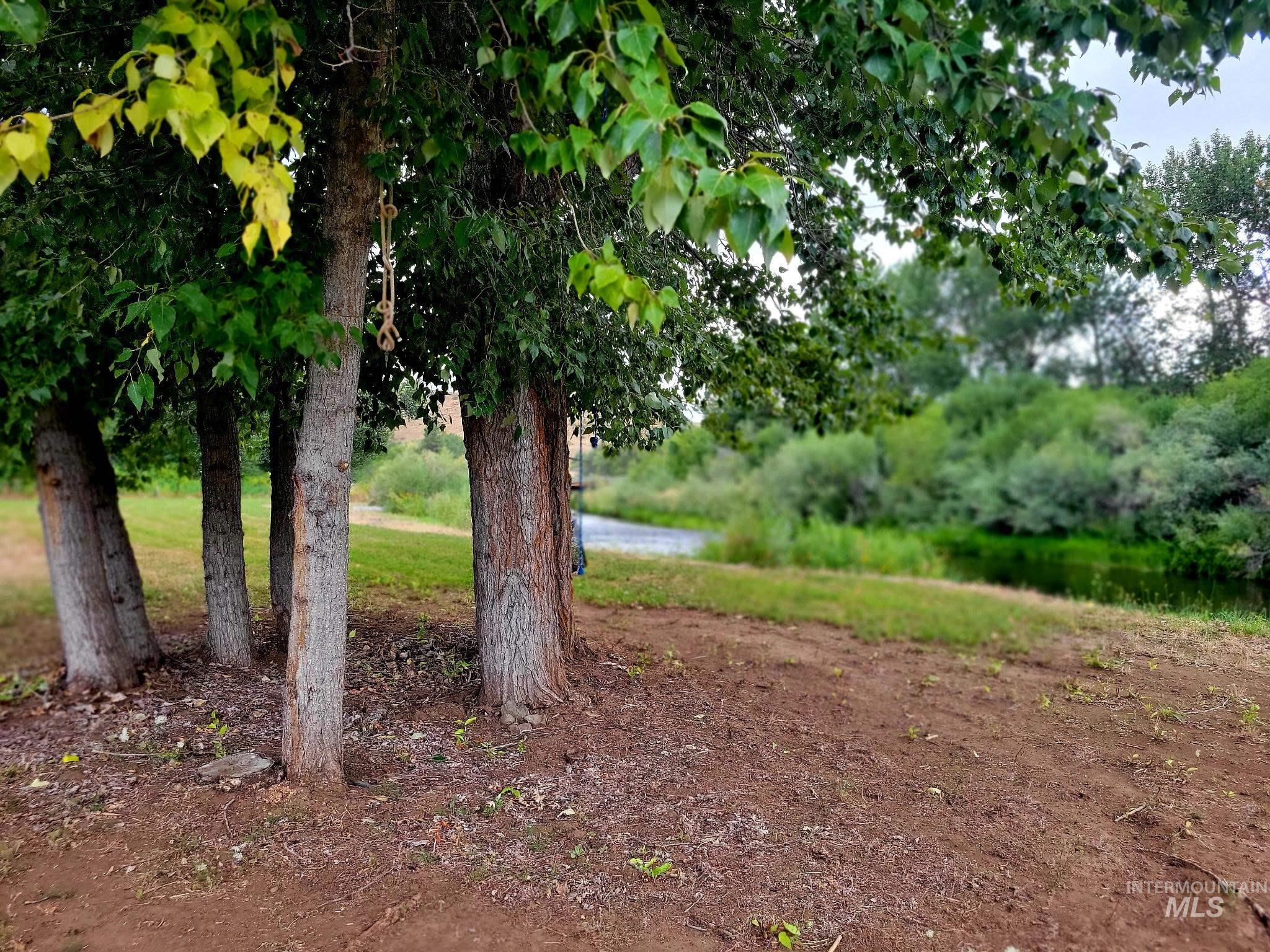 A tree outcropping by the river offers the perfect shady retreat after a refreshing plunge