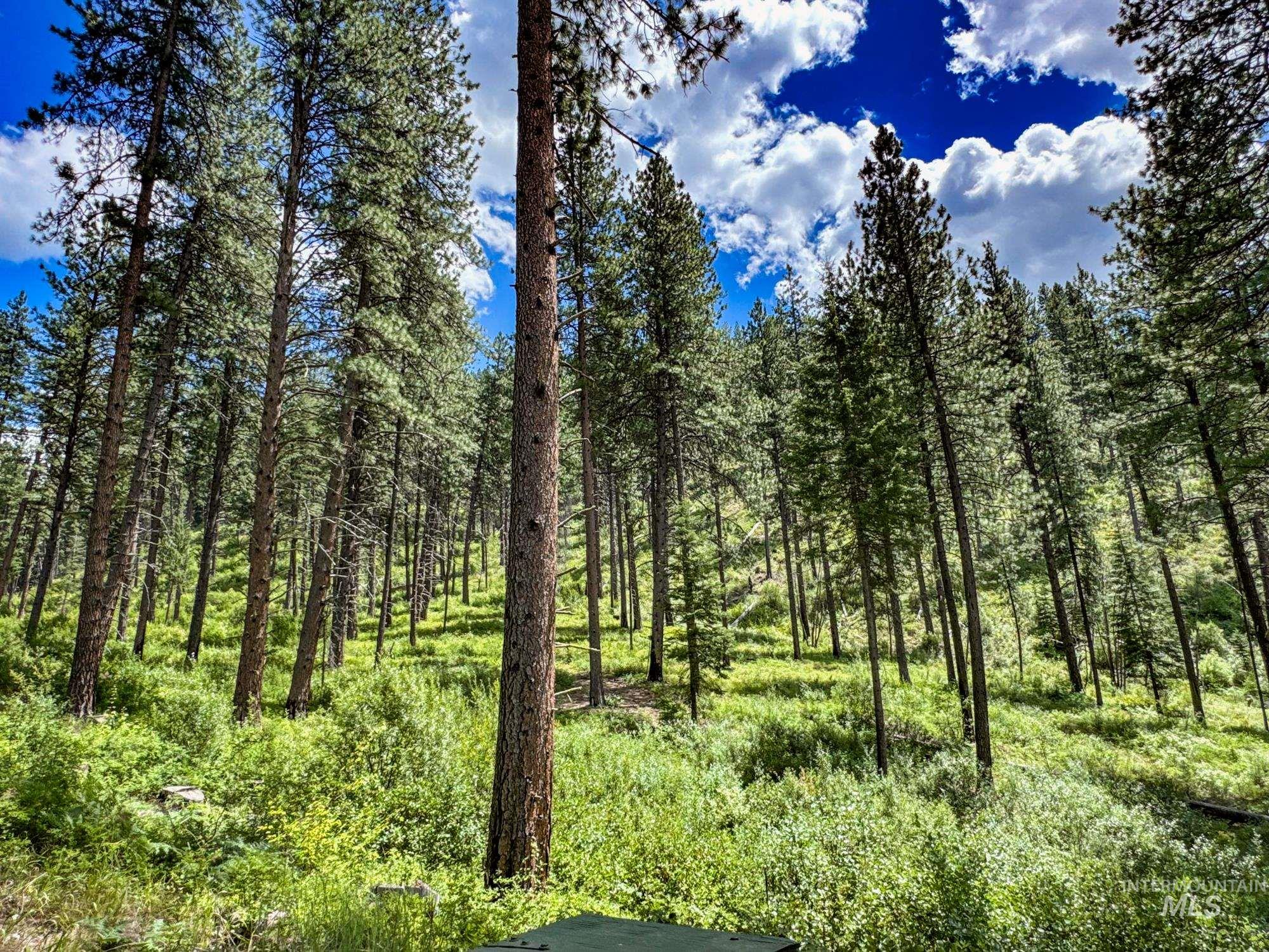 View of tree filled area