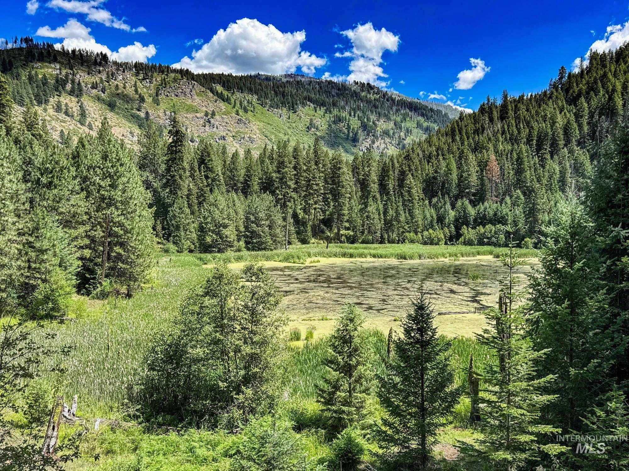 Mountain view with a forest
