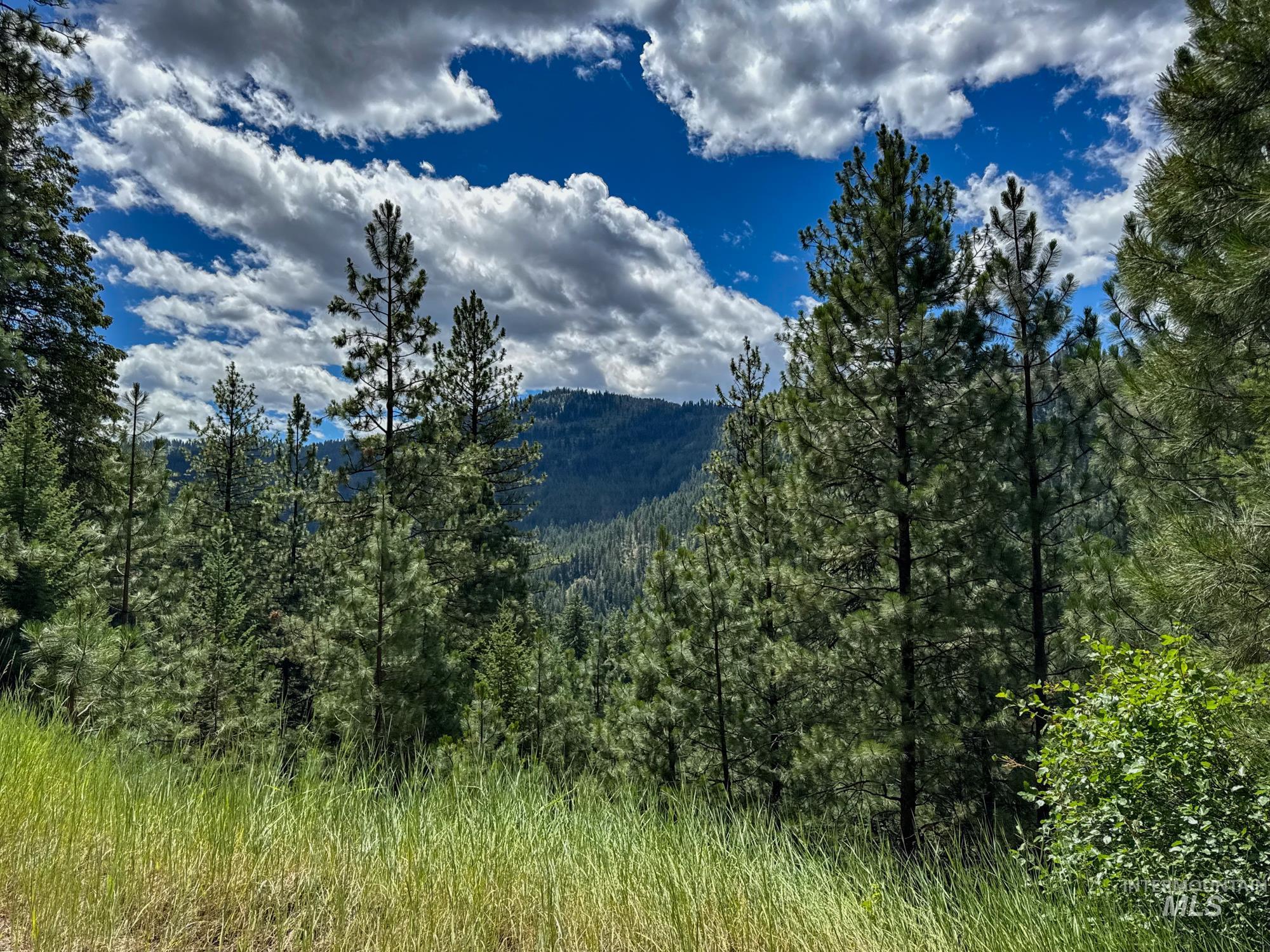 View of mountain backdrop with a heavily wooded area