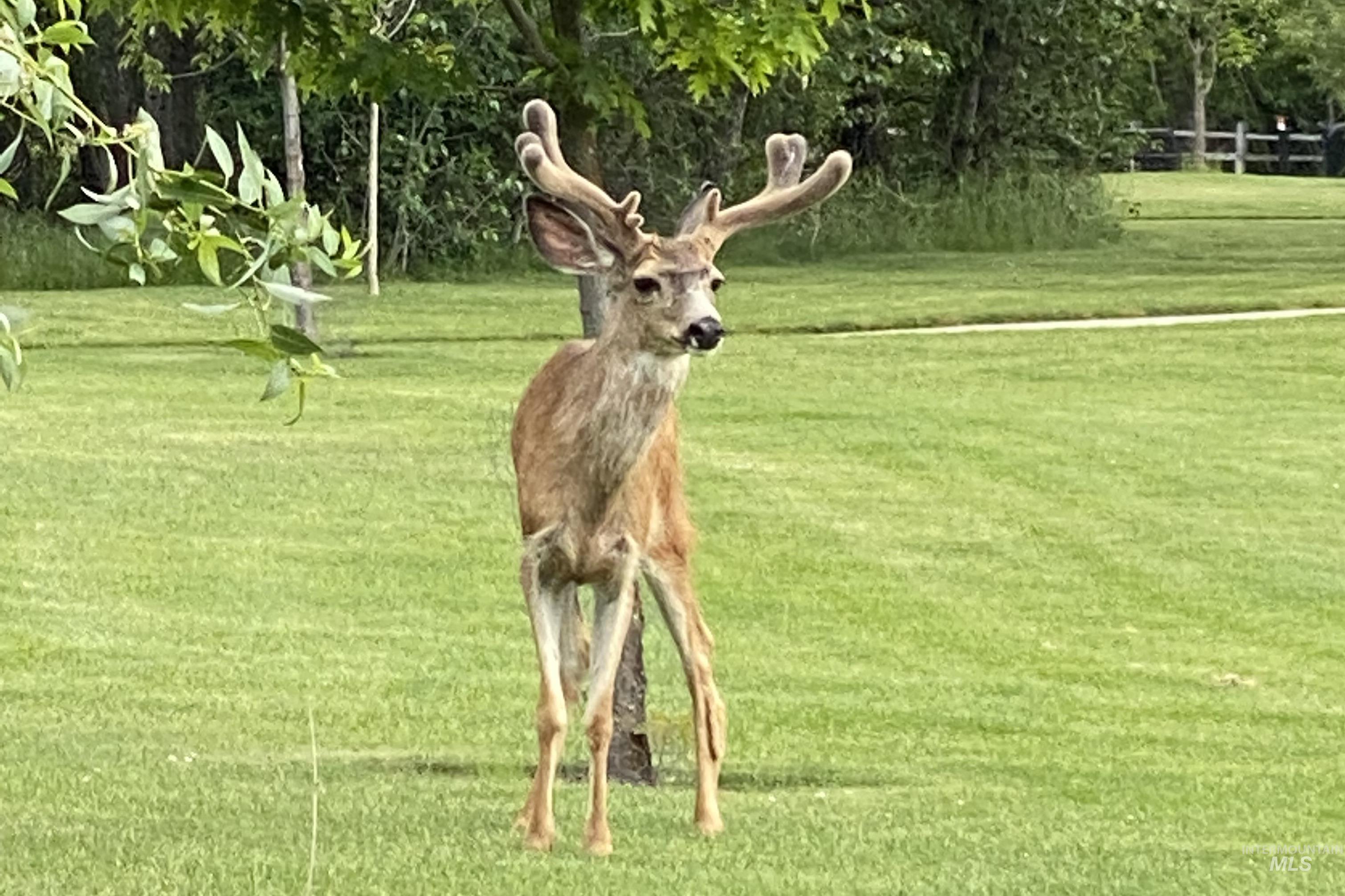 View of a male deer in spring on the grounds nearby the townhome