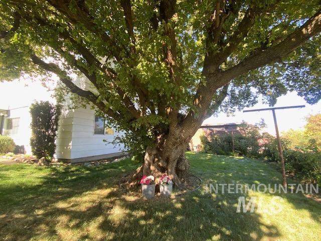 Lots of roses, shrubs and flowers