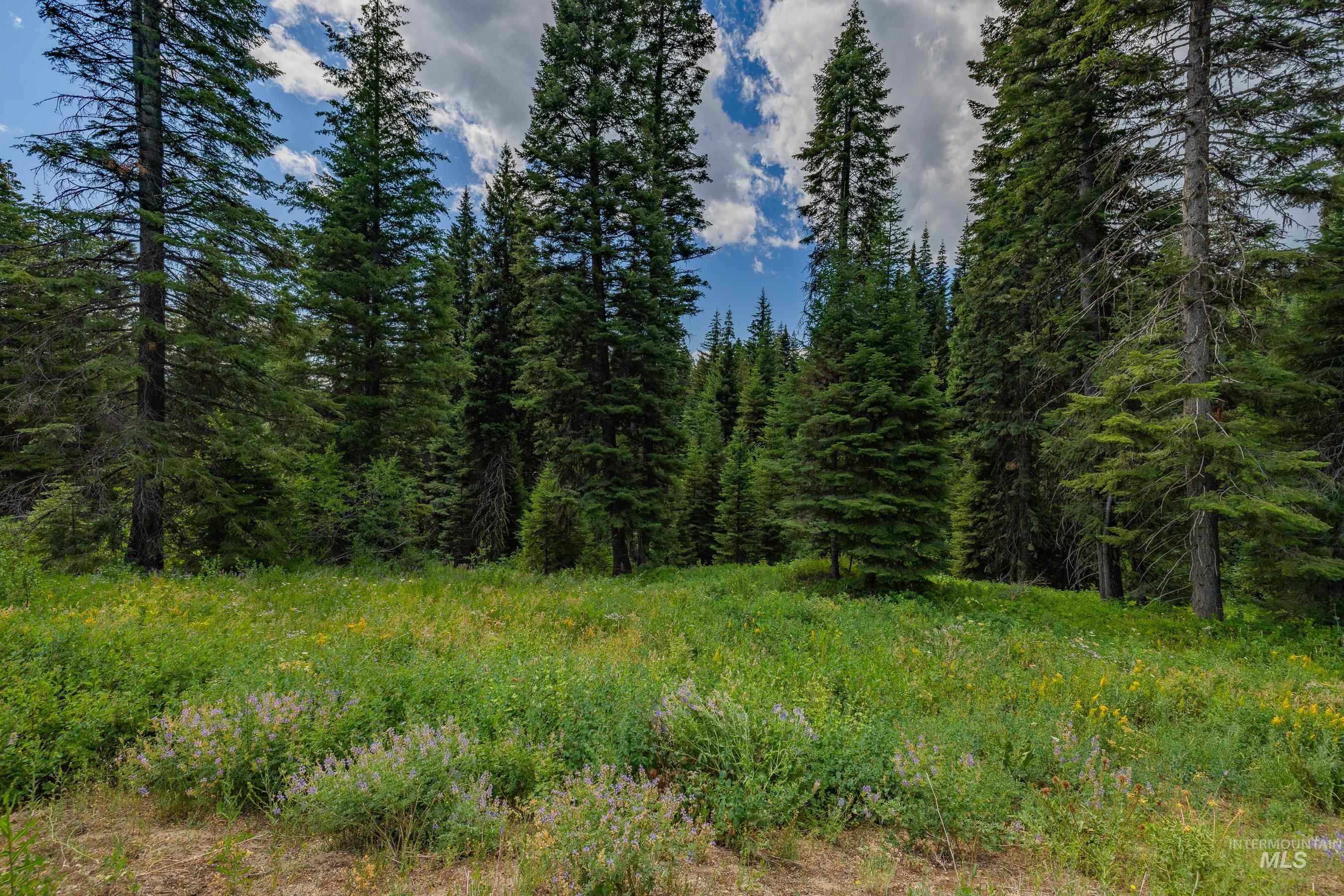 View of tree filled area