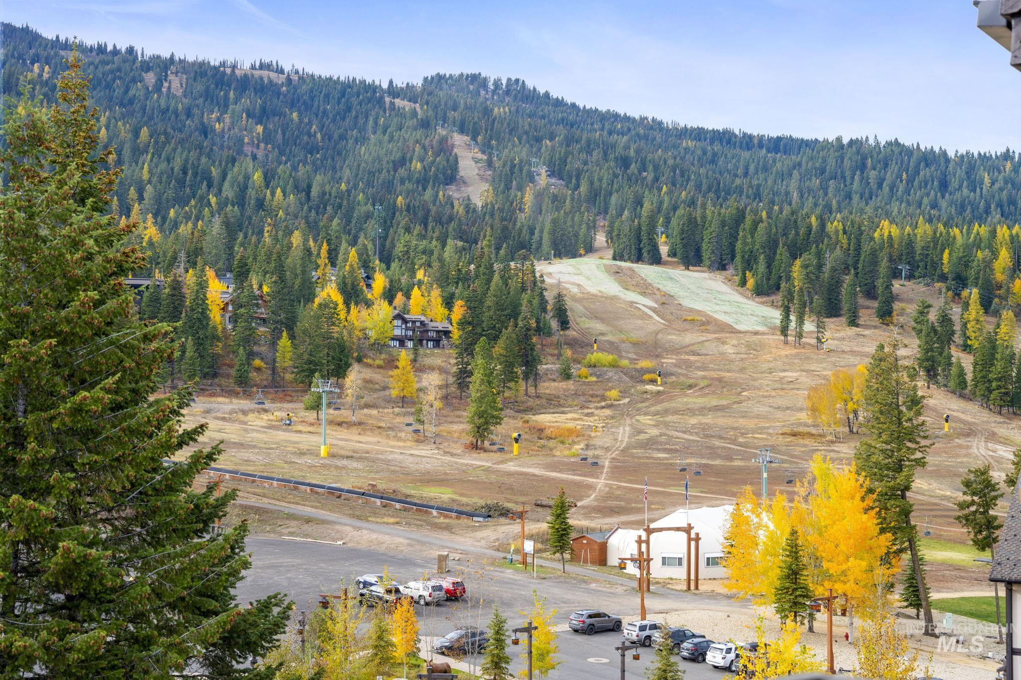 Bird's eye view of a forest
