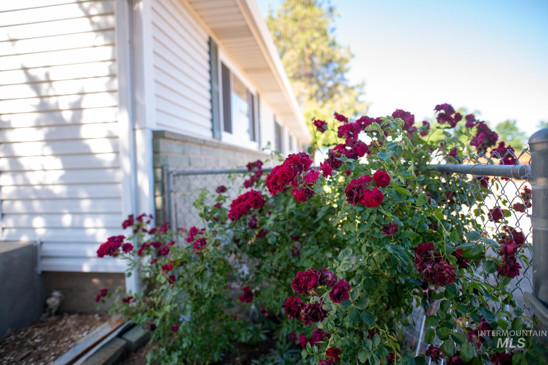 Established rose bushes along a chain-link fence, featuring vibrant red blooms