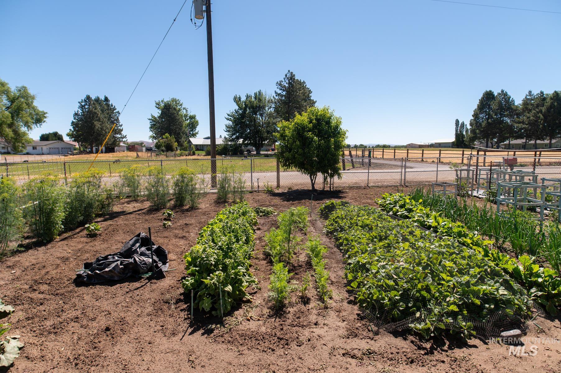 Cultivated garden area featuring established rows of various plantings