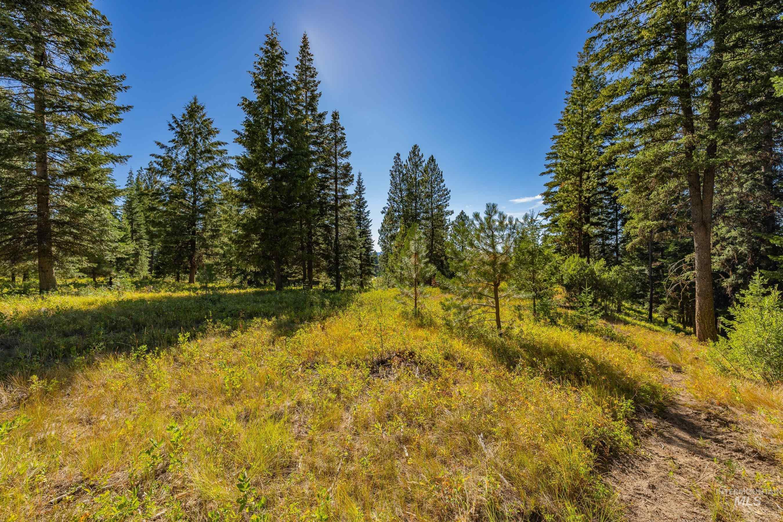 View of tree filled area