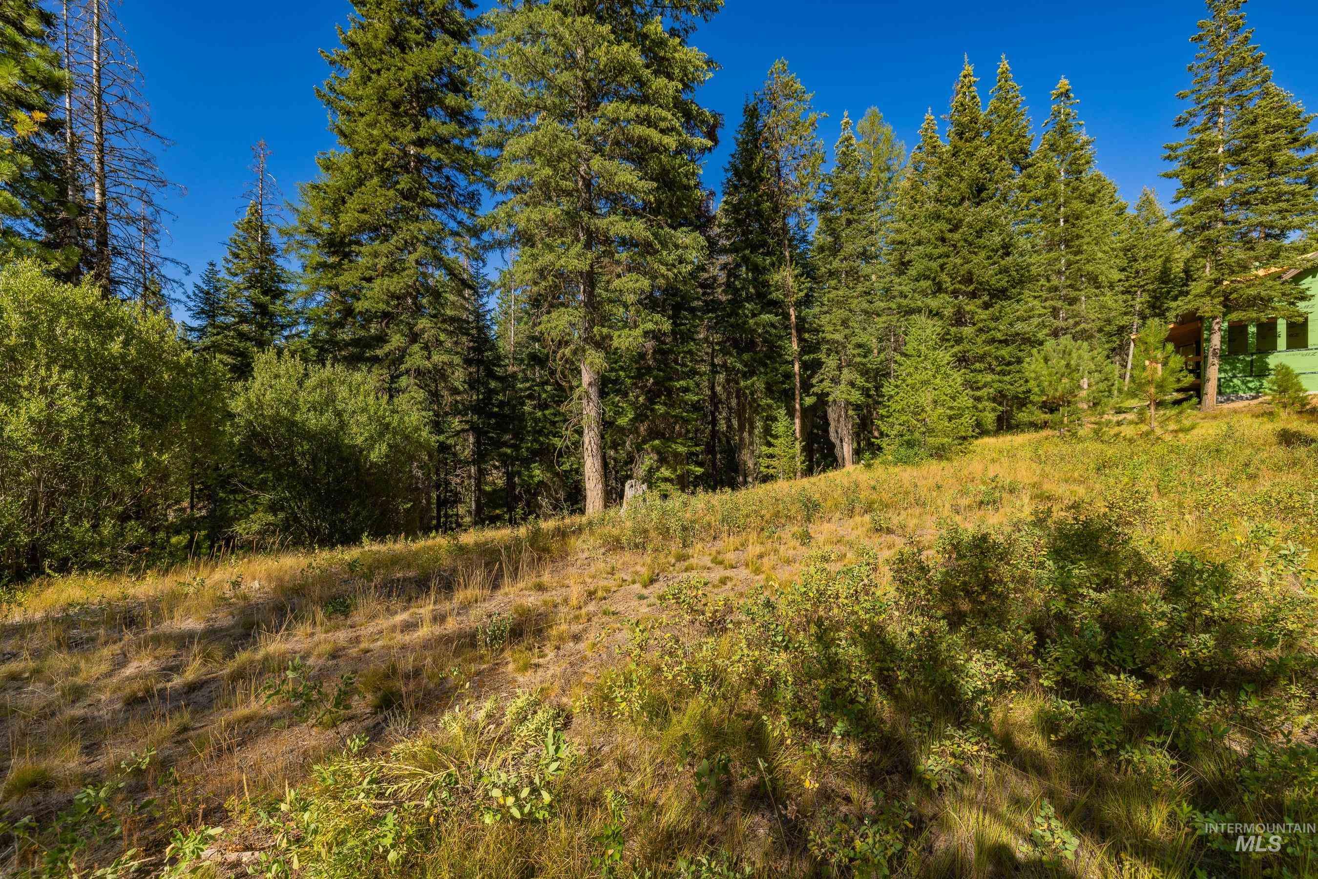 View of tree filled area