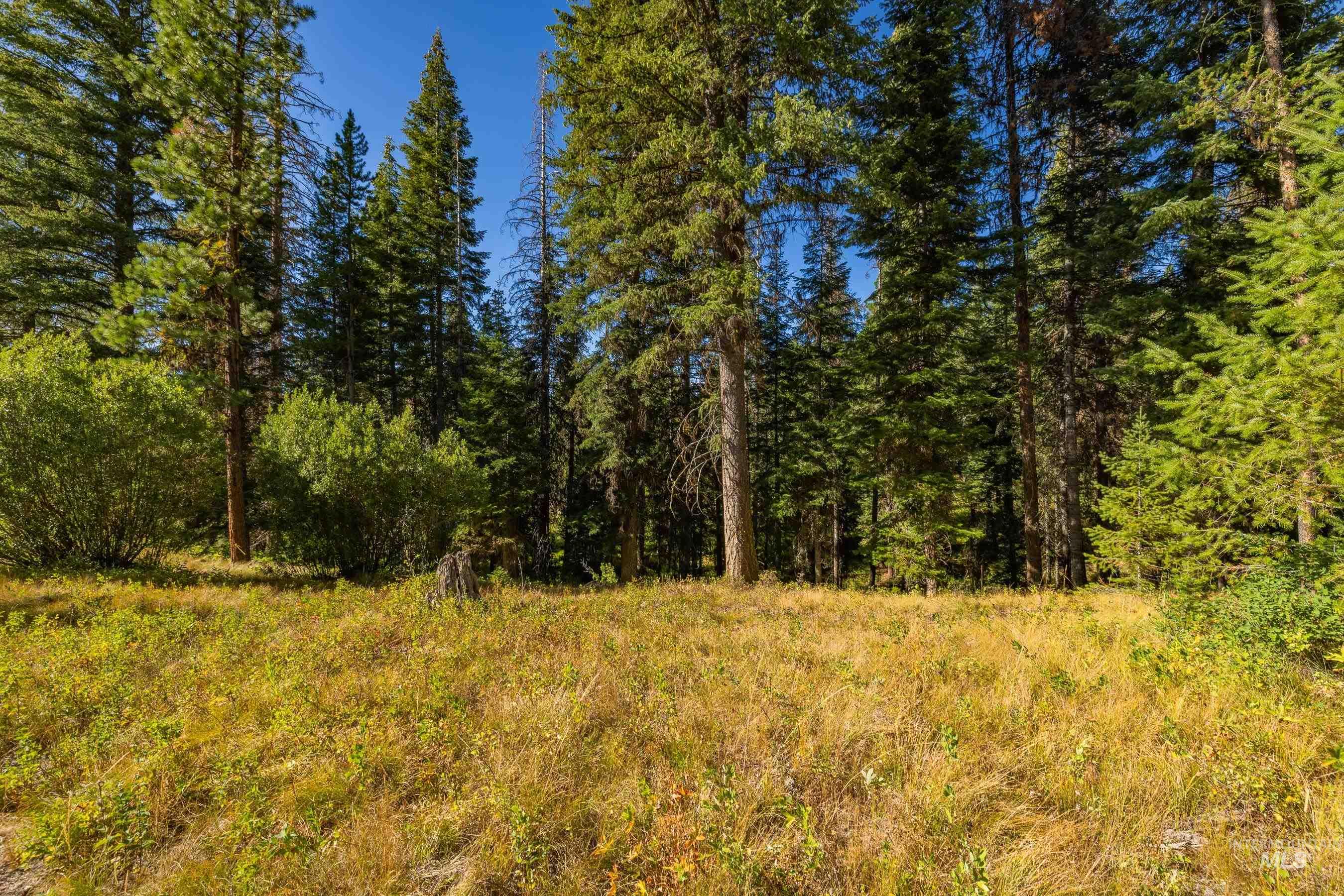 View of tree filled area