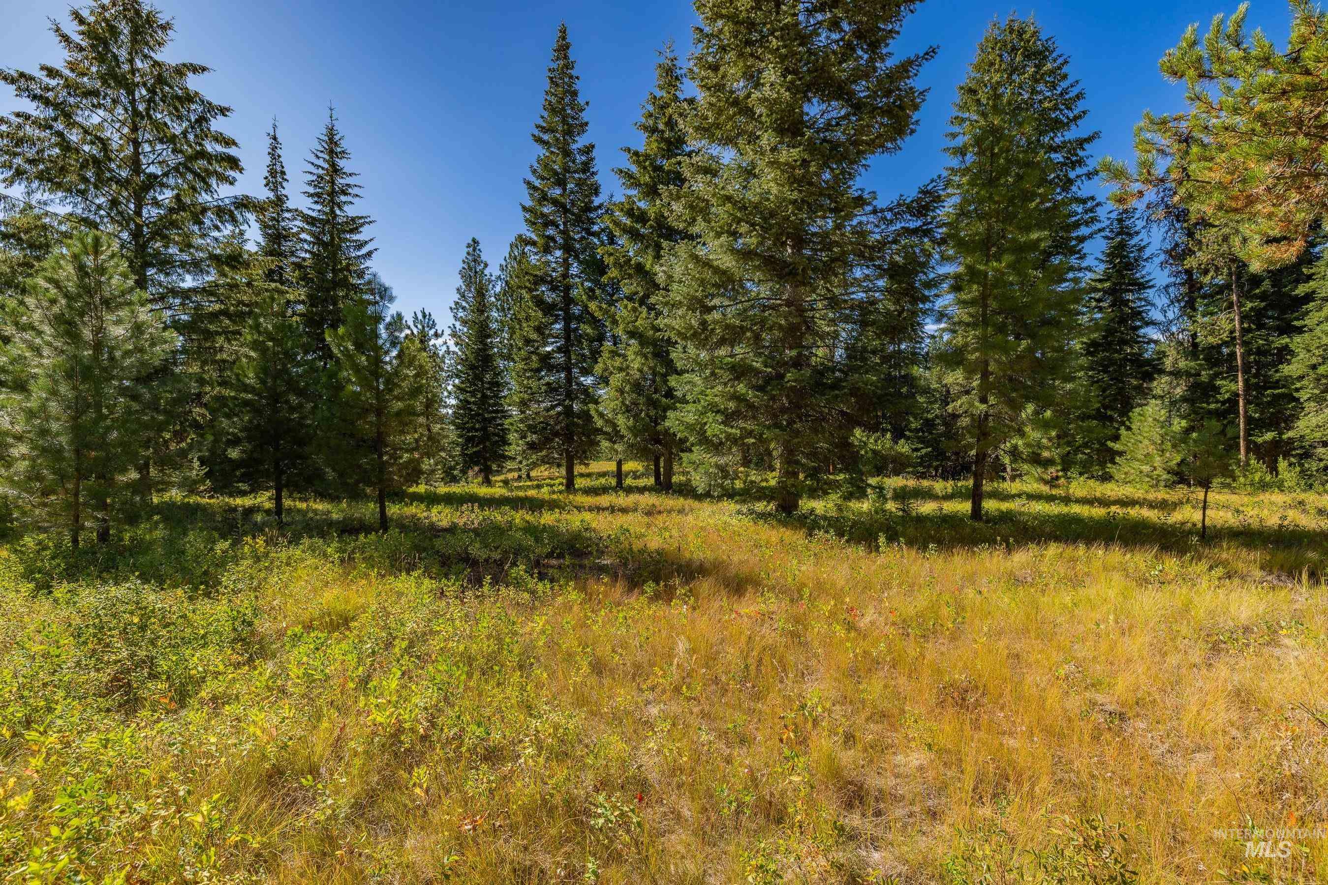 View of local wilderness