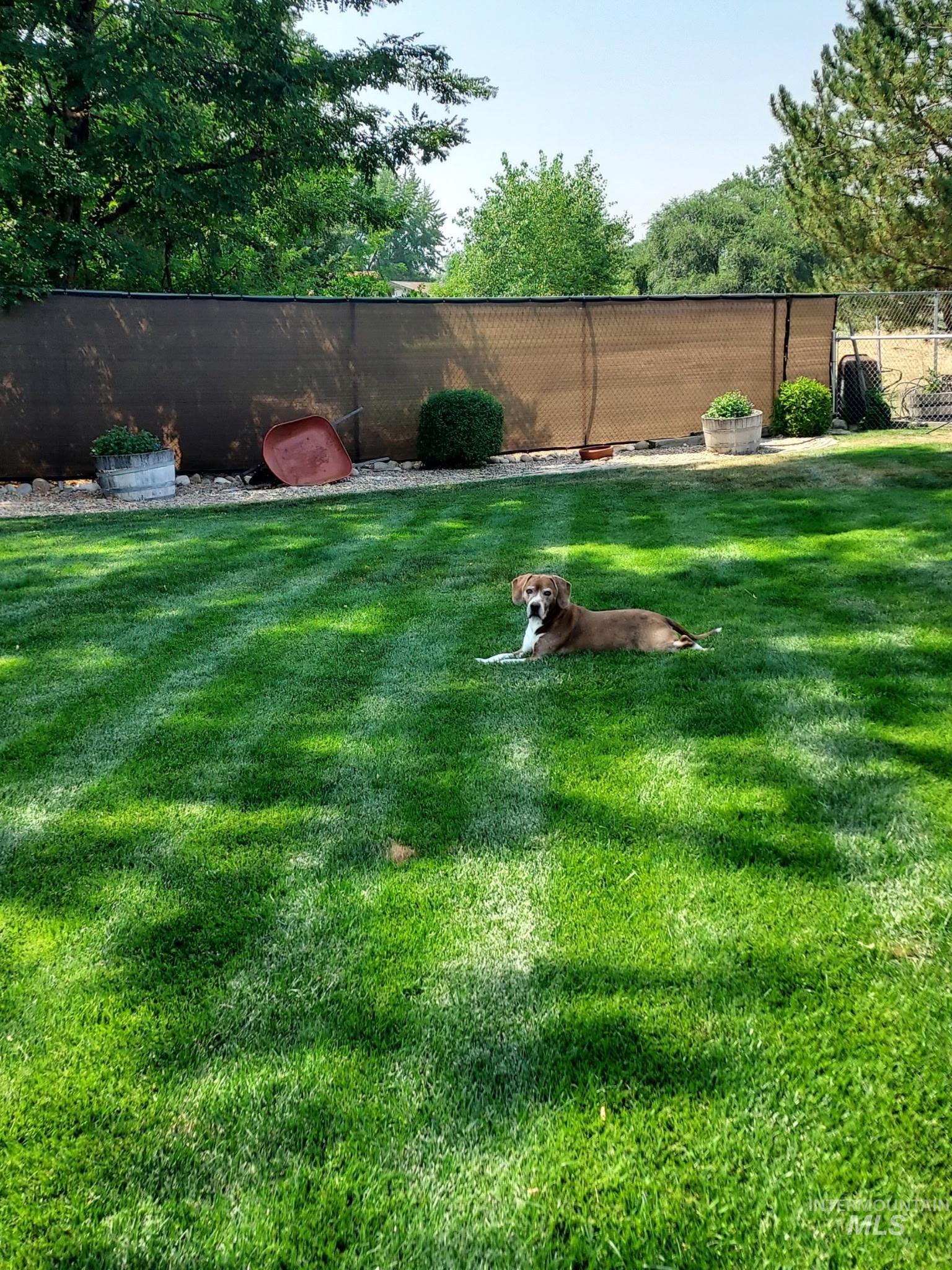 Green yard in spring