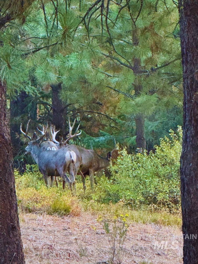 View of local wilderness