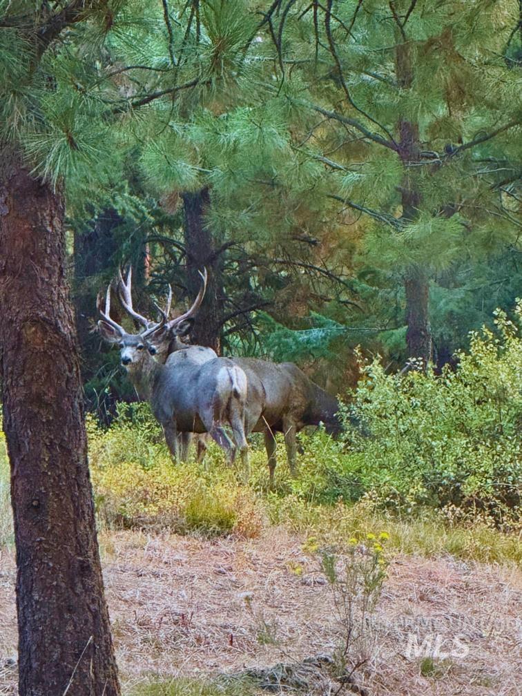 View of local wilderness
