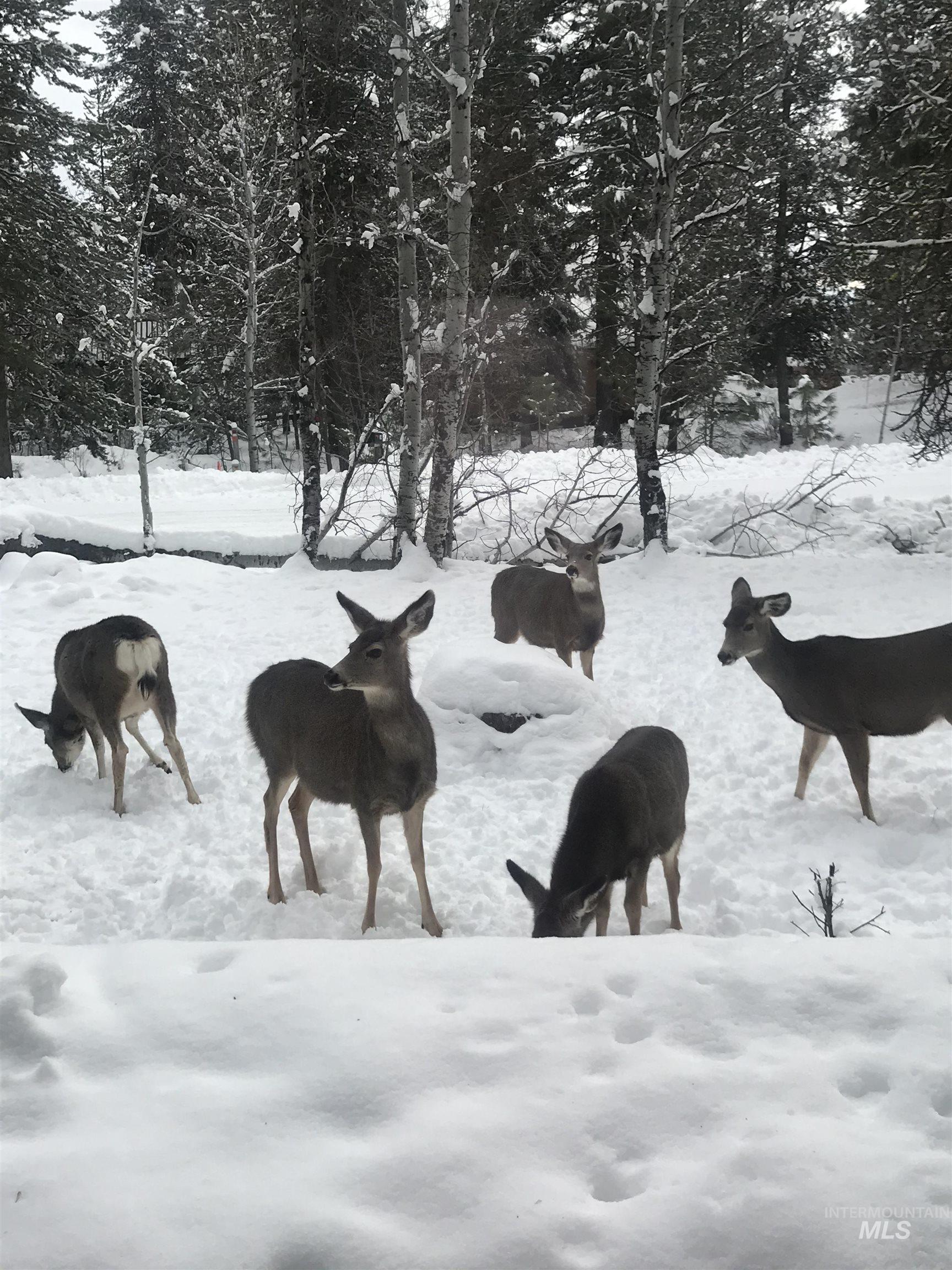 Surrounding community