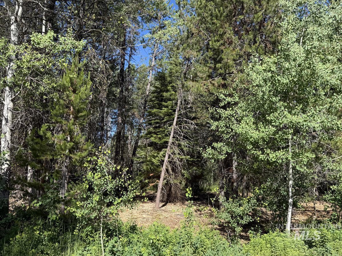 Wooded Lot