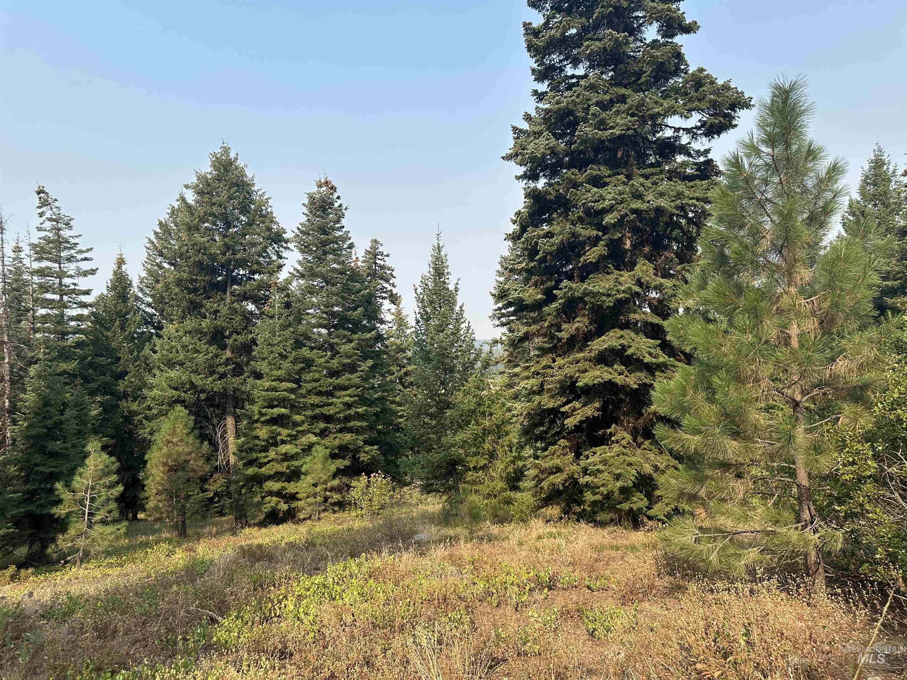 View of tree filled area