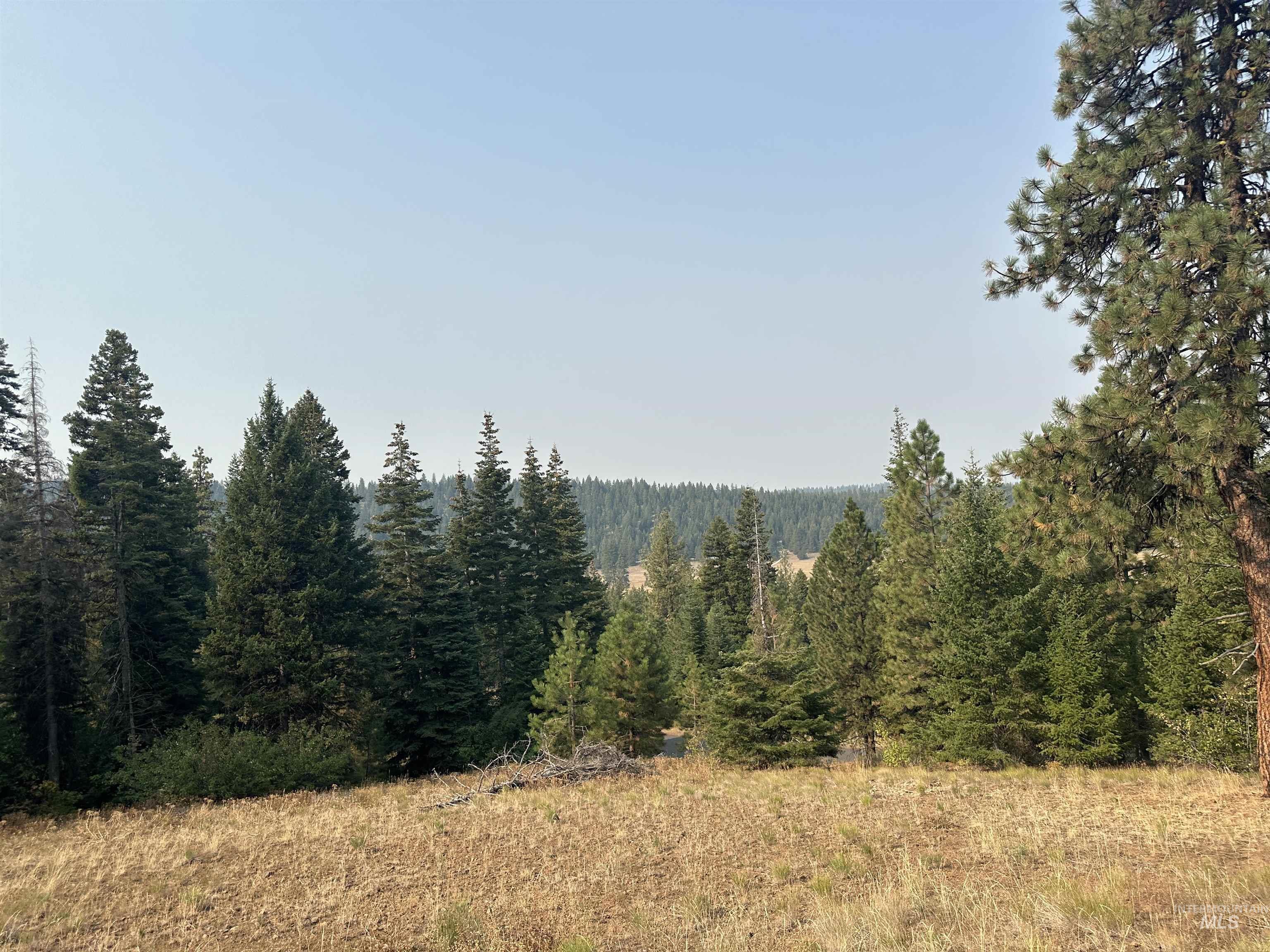 View of tree filled area