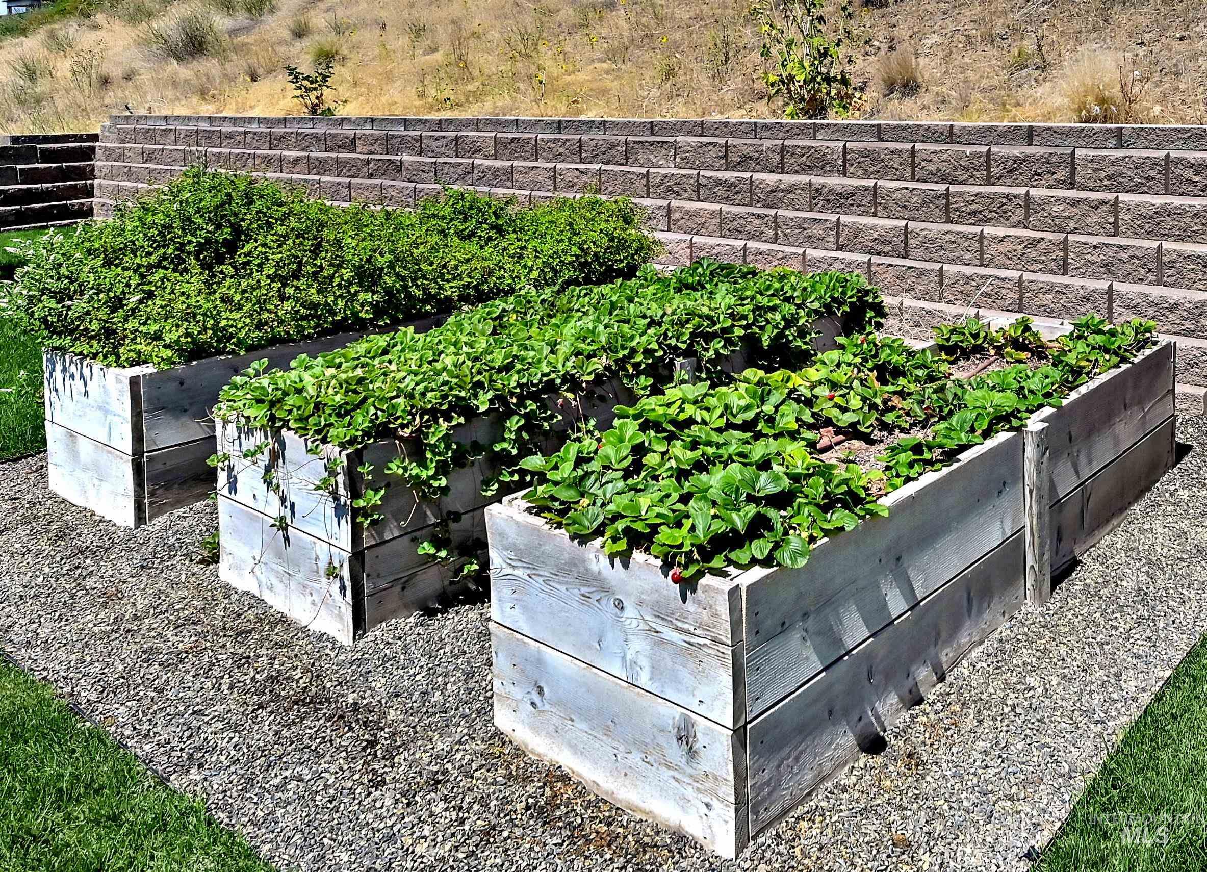 Exterior view of a vegetable garden