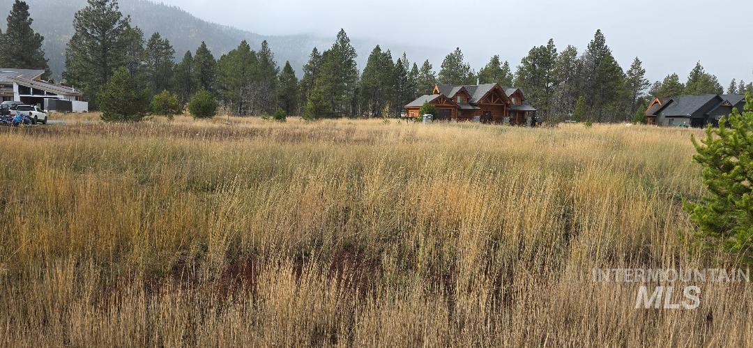 View of tree filled area