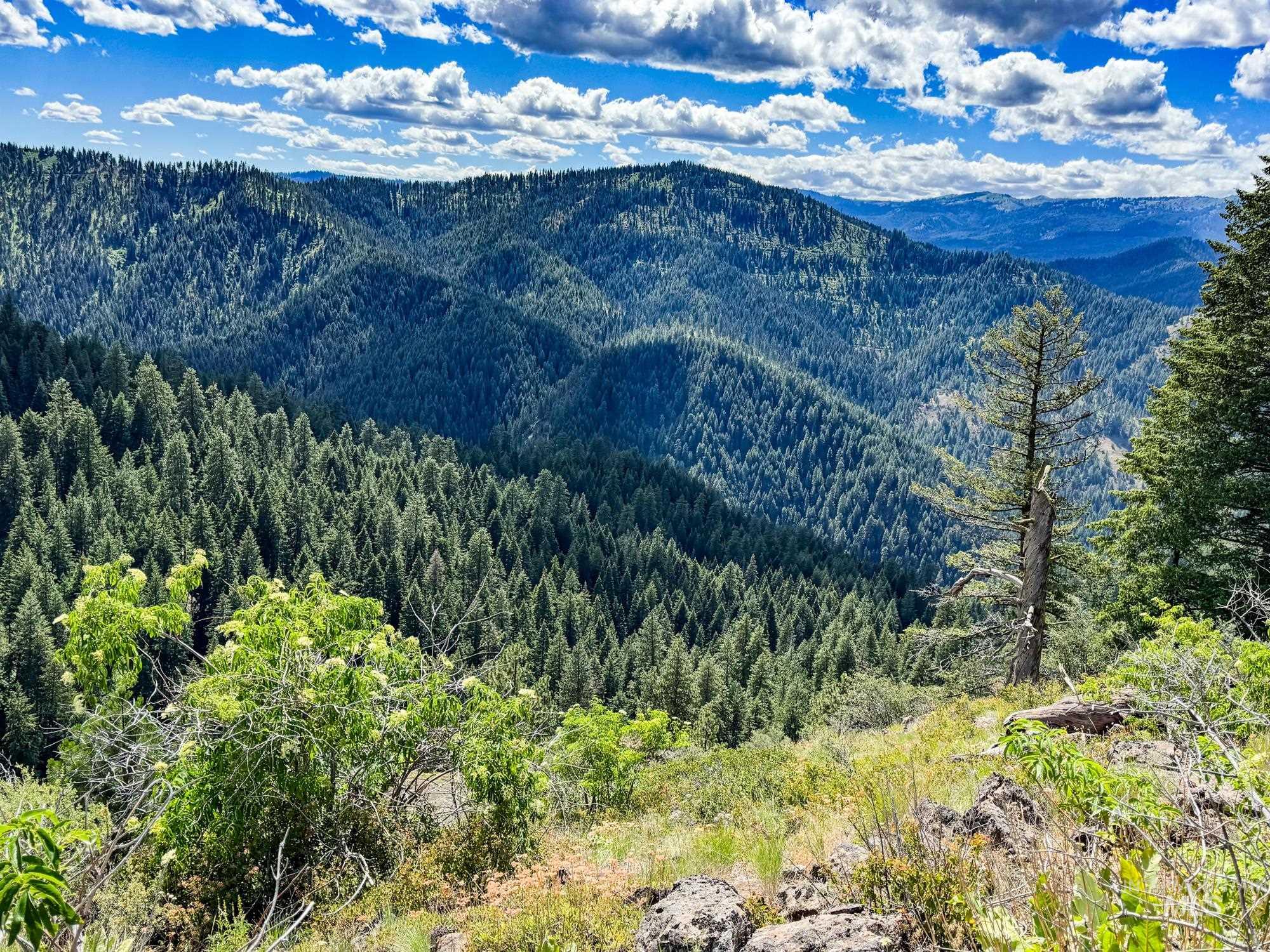 Mountain view featuring a forest