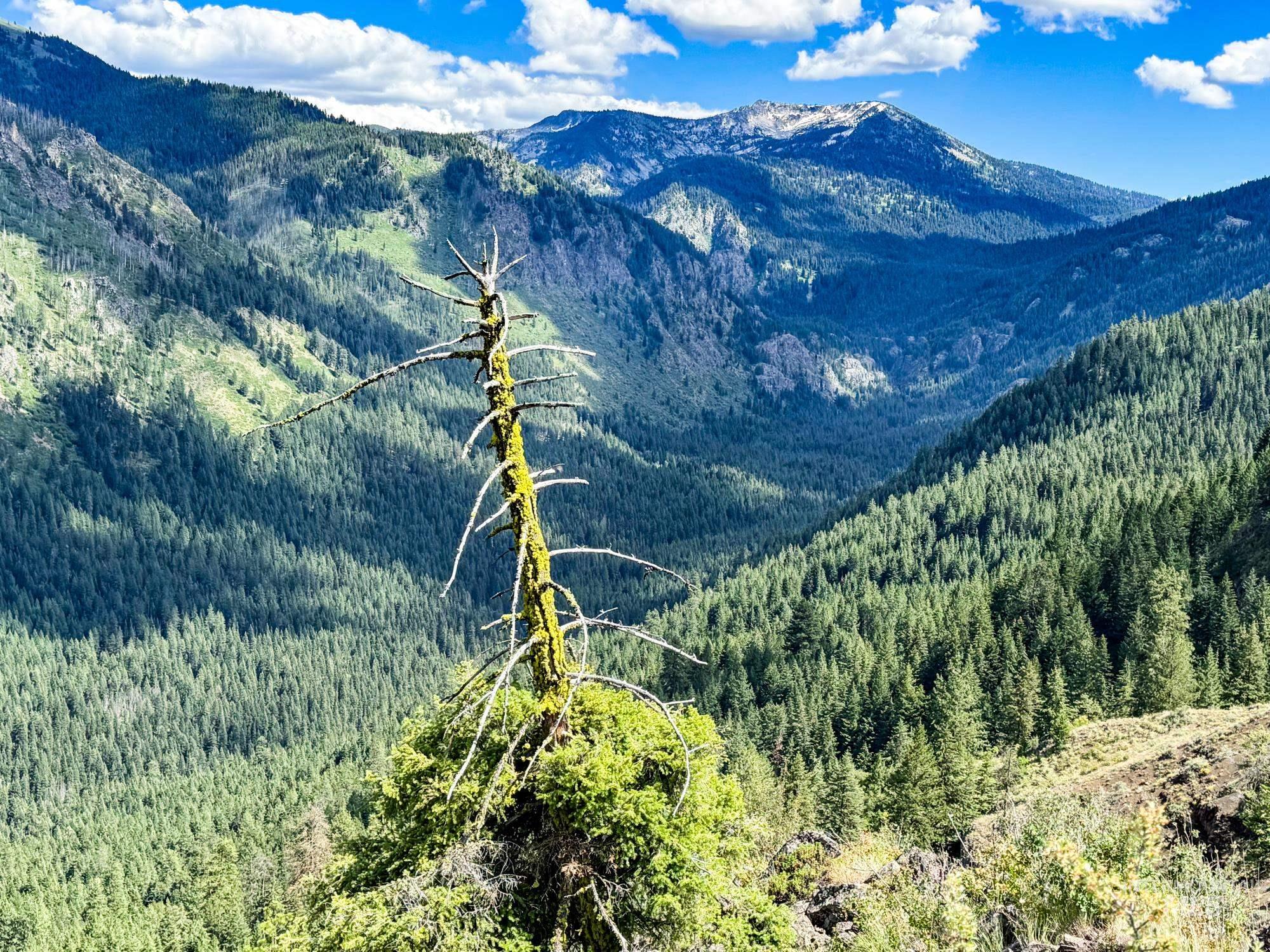 View of mountain backdrop with a forest