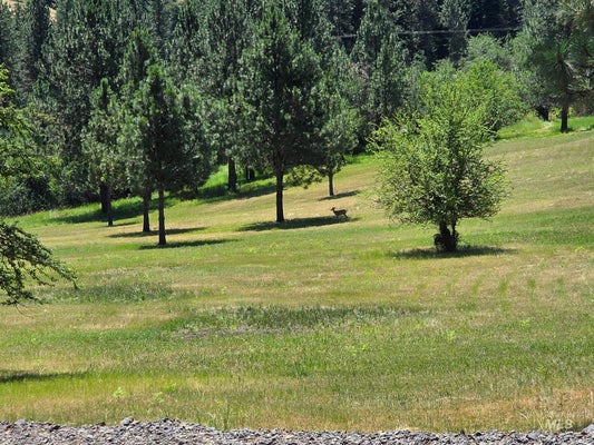 WILD PLUM LN, KOOSKIA, ID 83539 - Image 6d309cfefd9f6f3b7ad55d5dc3655e85/3642654366