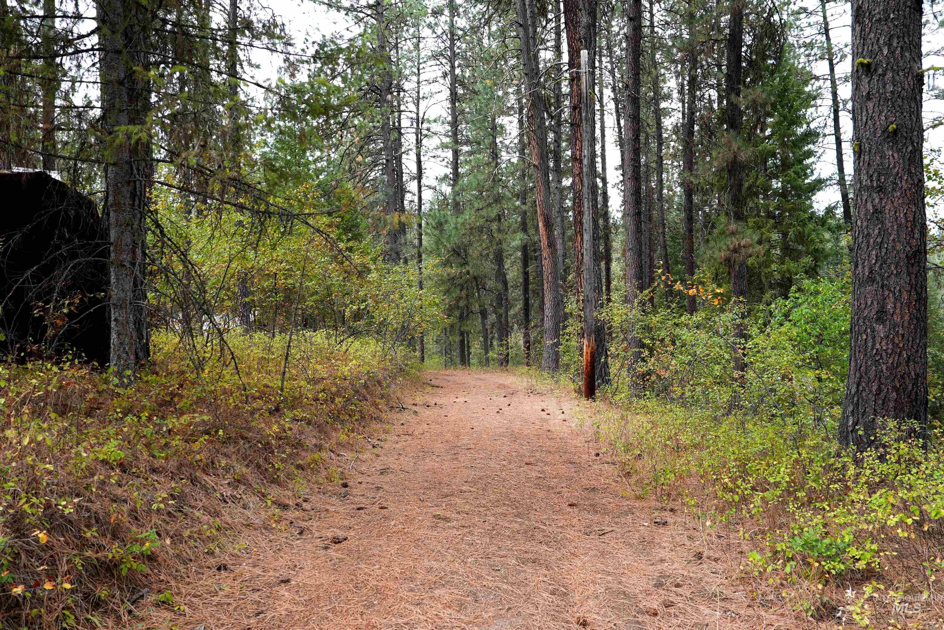 View of road featuring a view of trees
