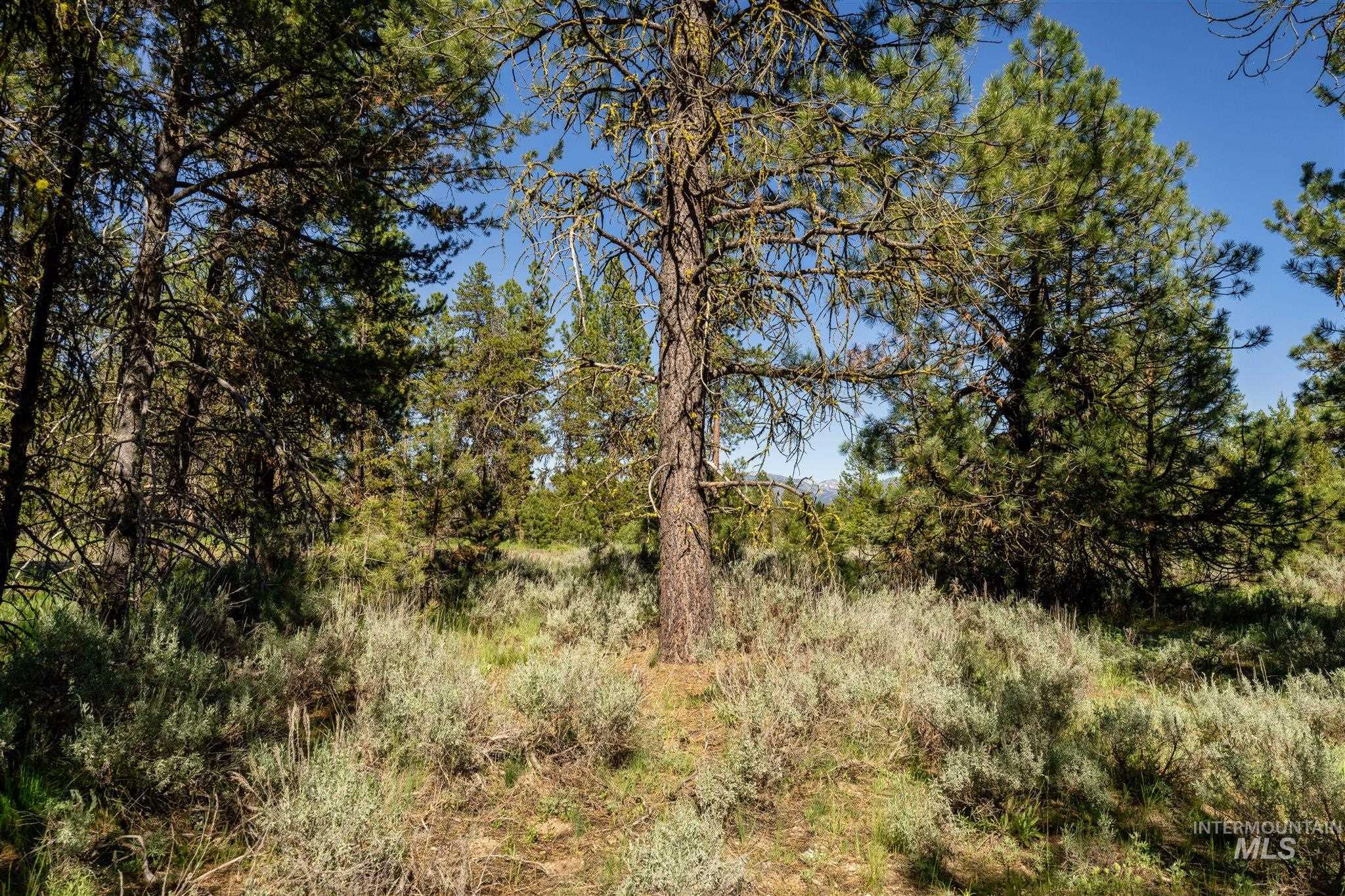 View of tree filled area