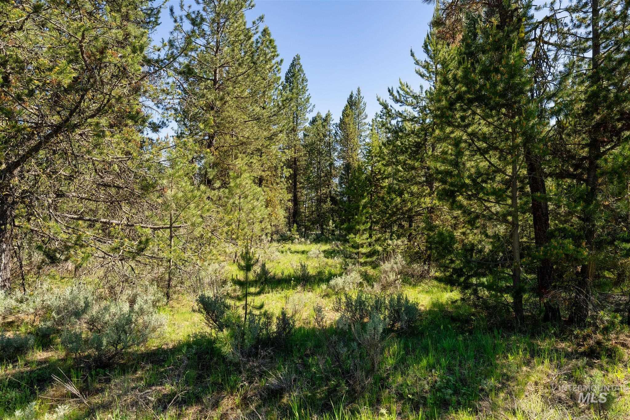 View of tree filled area