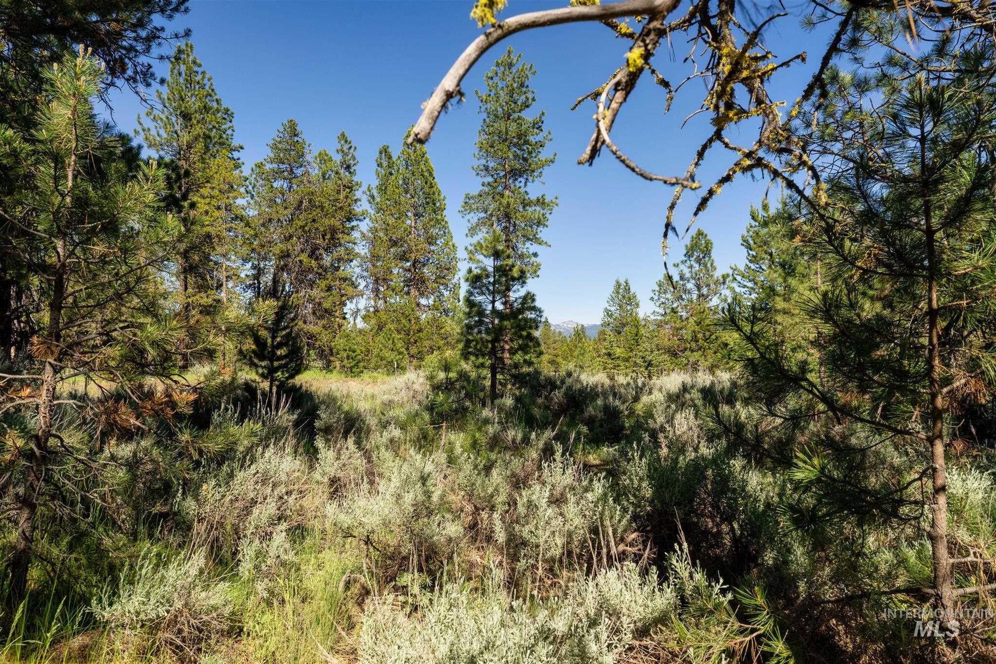 View of tree filled area