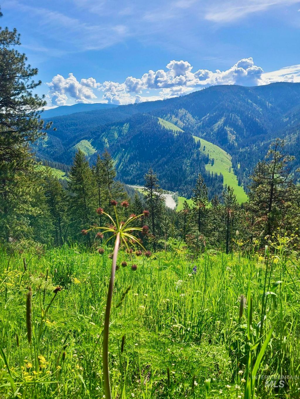 Photo of 929 Mt. Idaho Grade Rd, Grangeville, ID 83530 (MLS # 98961614)