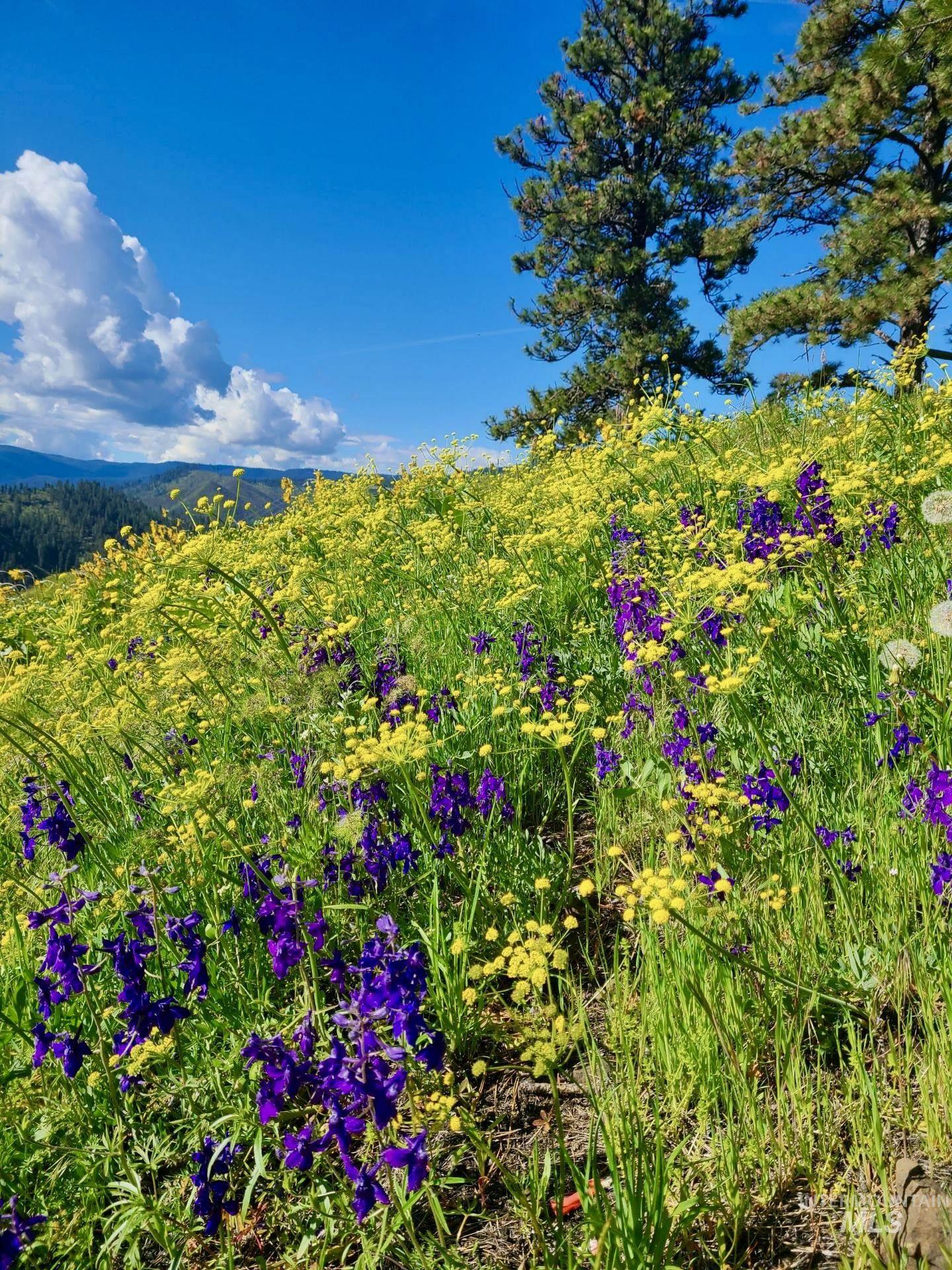 View of undeveloped land