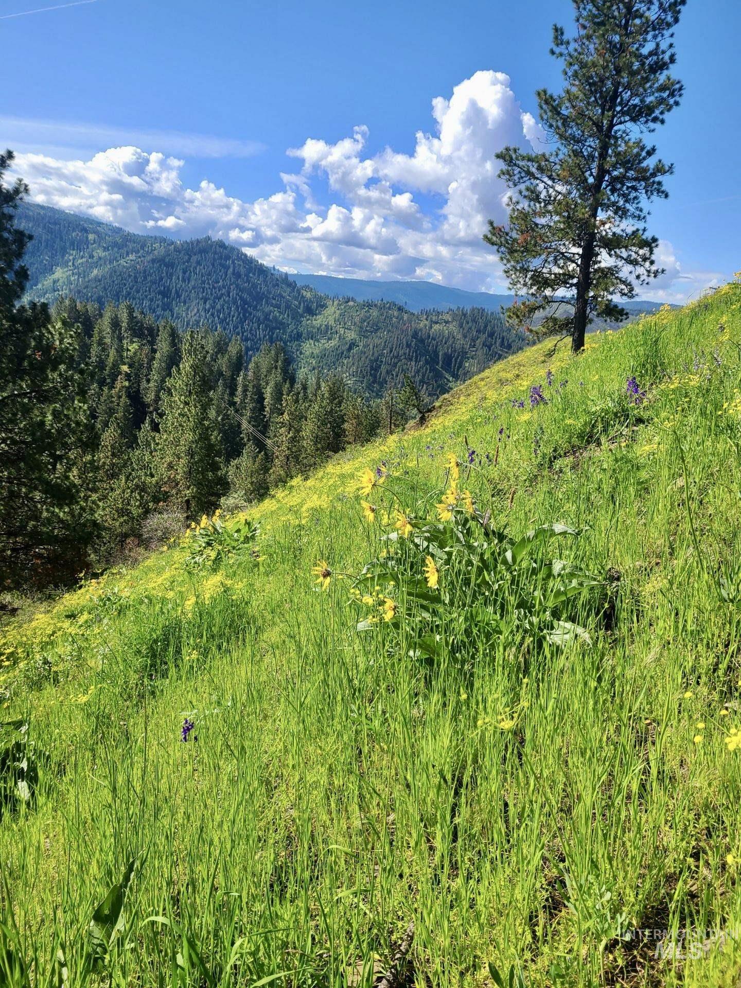 View of mountain backdrop featuring a heavily wooded area
