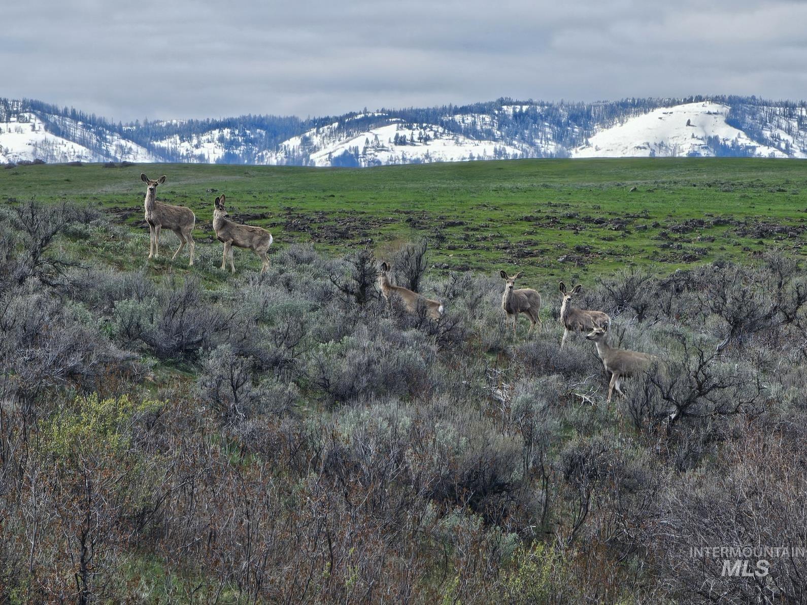 TBD Airport Rd, Council, Idaho image 6