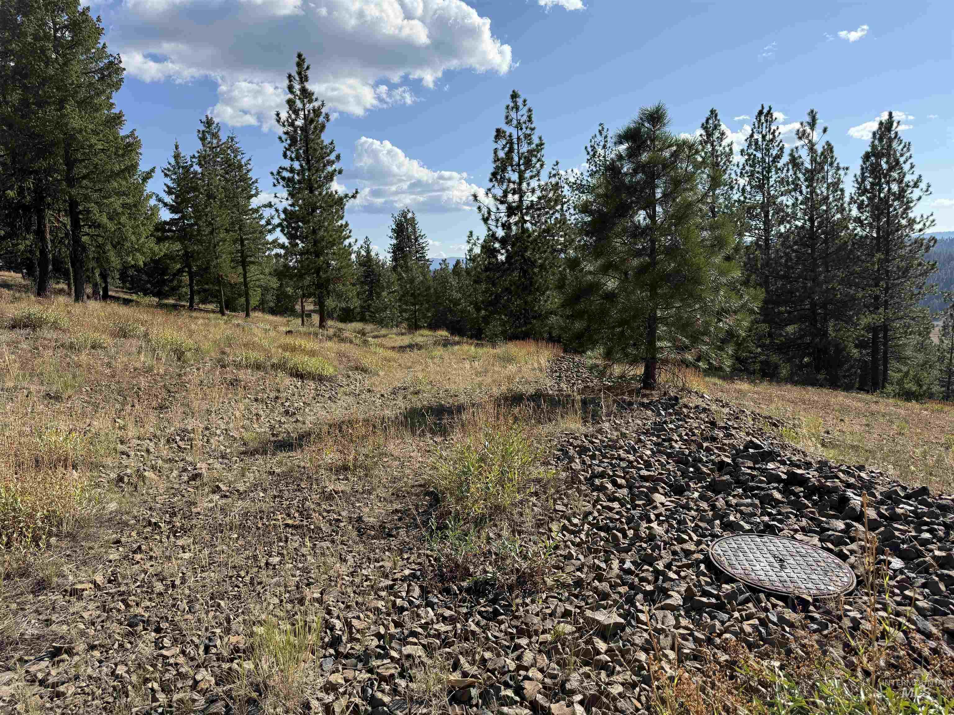 View of local wilderness