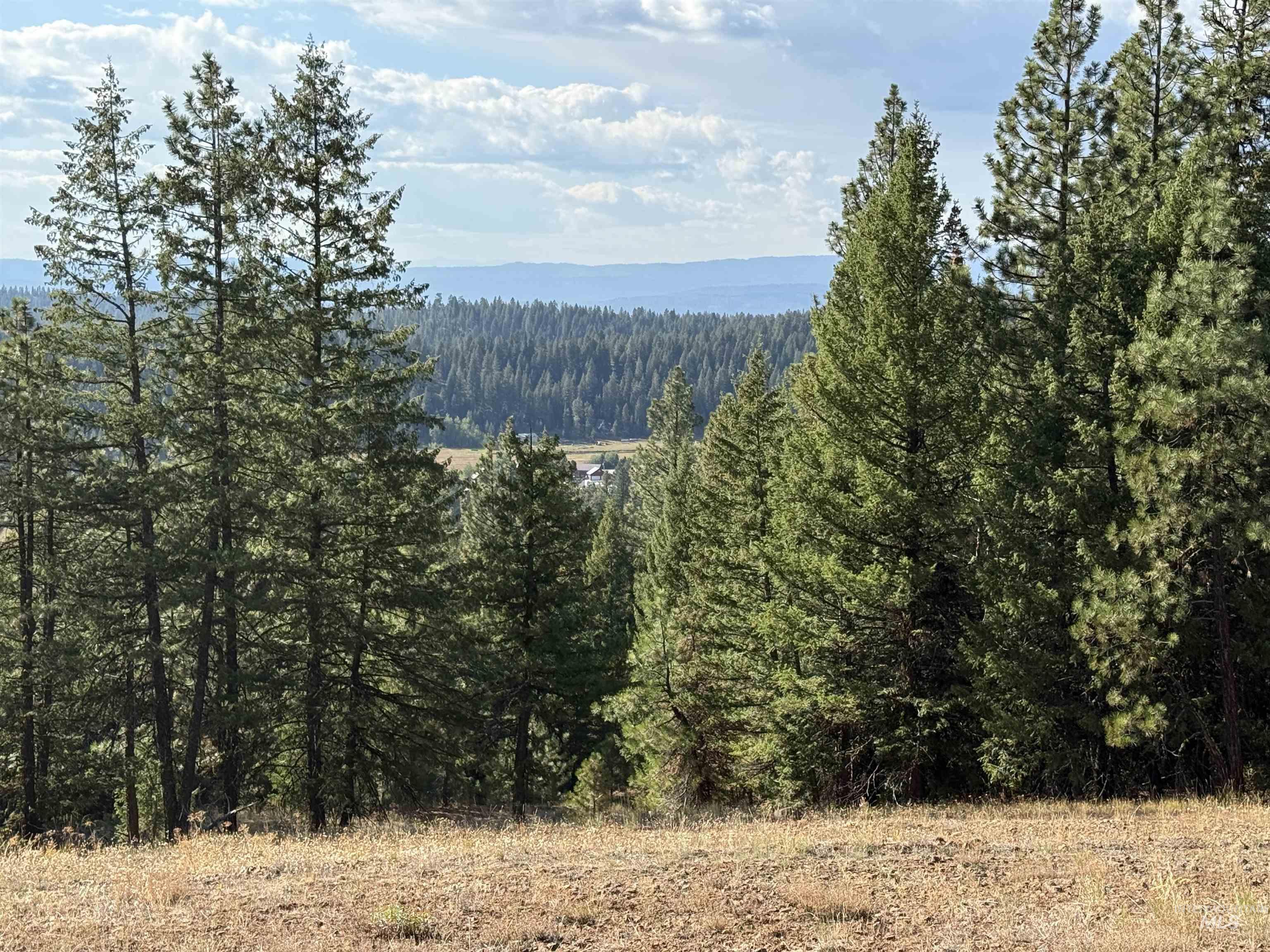 View of mountain backdrop with a forest