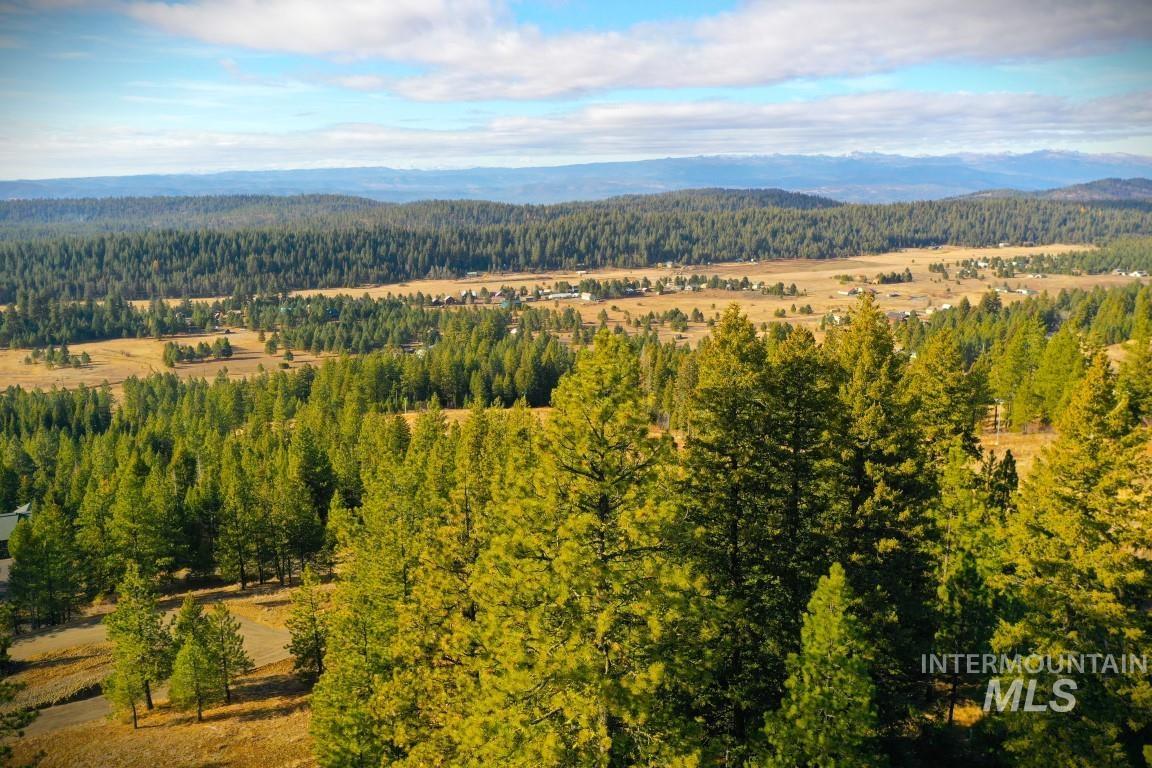 Drone / aerial view of a forest