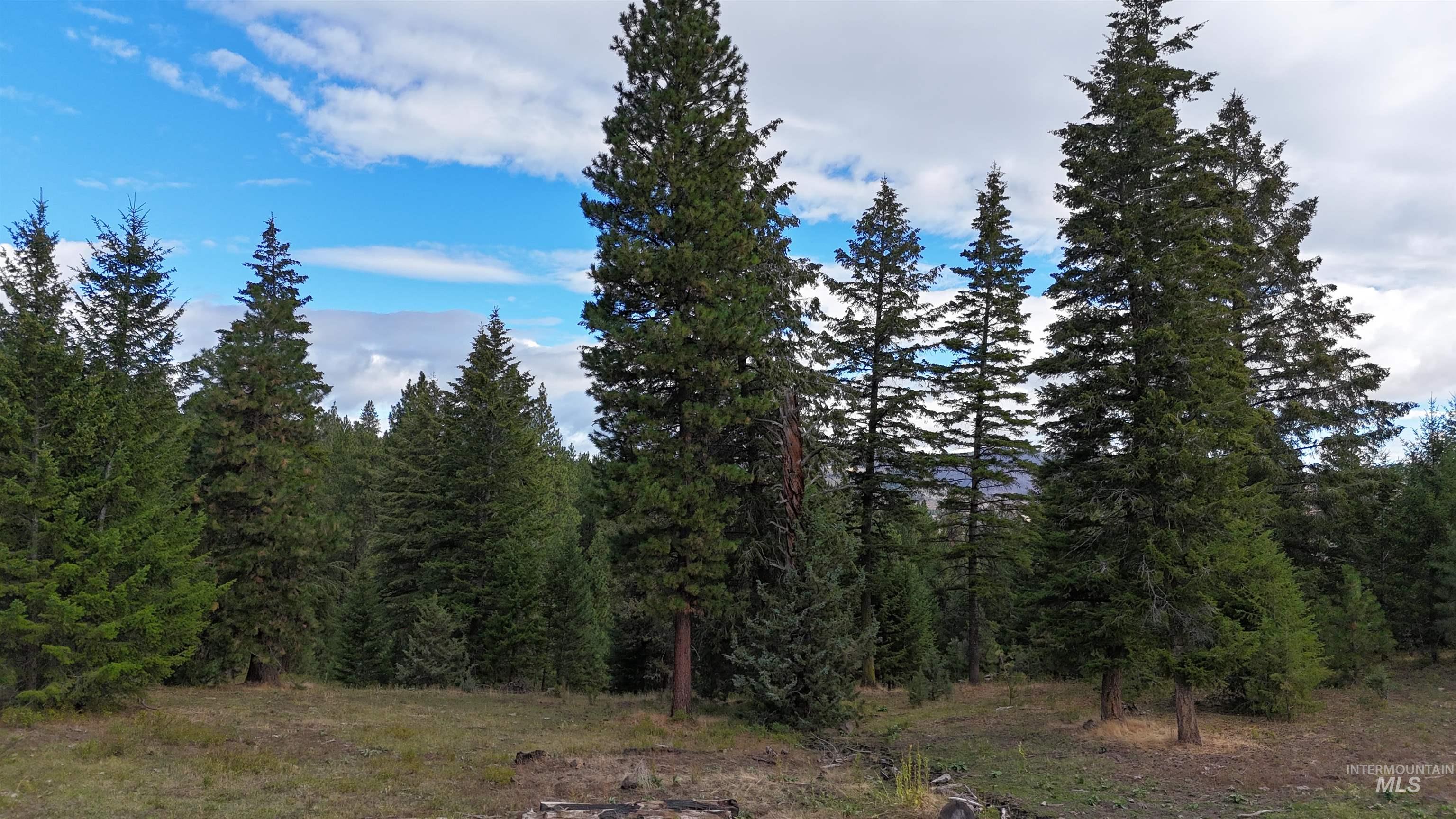 View of tree filled area